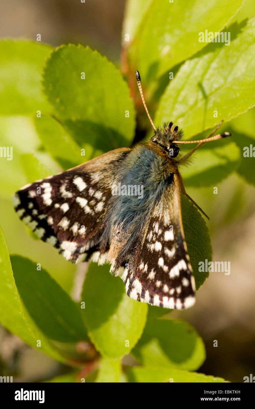 Red underwing skipper (Spialia sertorius), seduta su una foglia, Germania Foto Stock