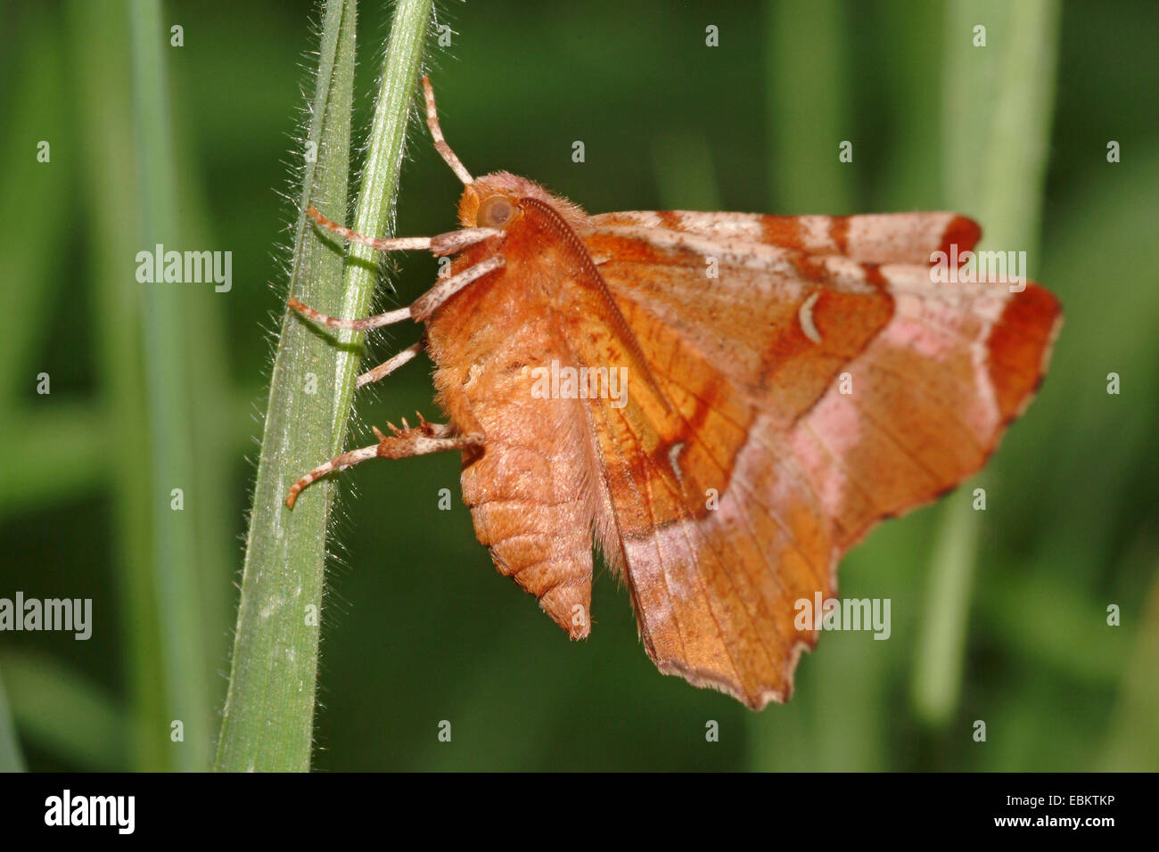 Viola Thorn, lunare Thorn (Selenia tetralunaria), seduta a una lama per erba, Germania Foto Stock