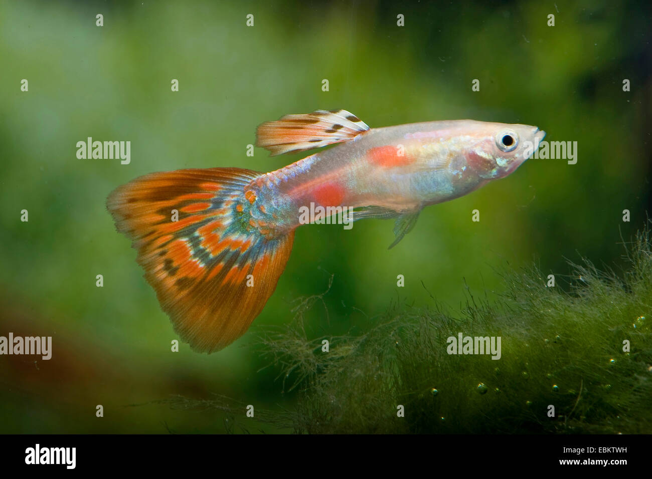 Guppy (Poecilia reticulata, Lebistes reticulatus, Lebistes reticulata), razza modulo sangue di piccione Foto Stock