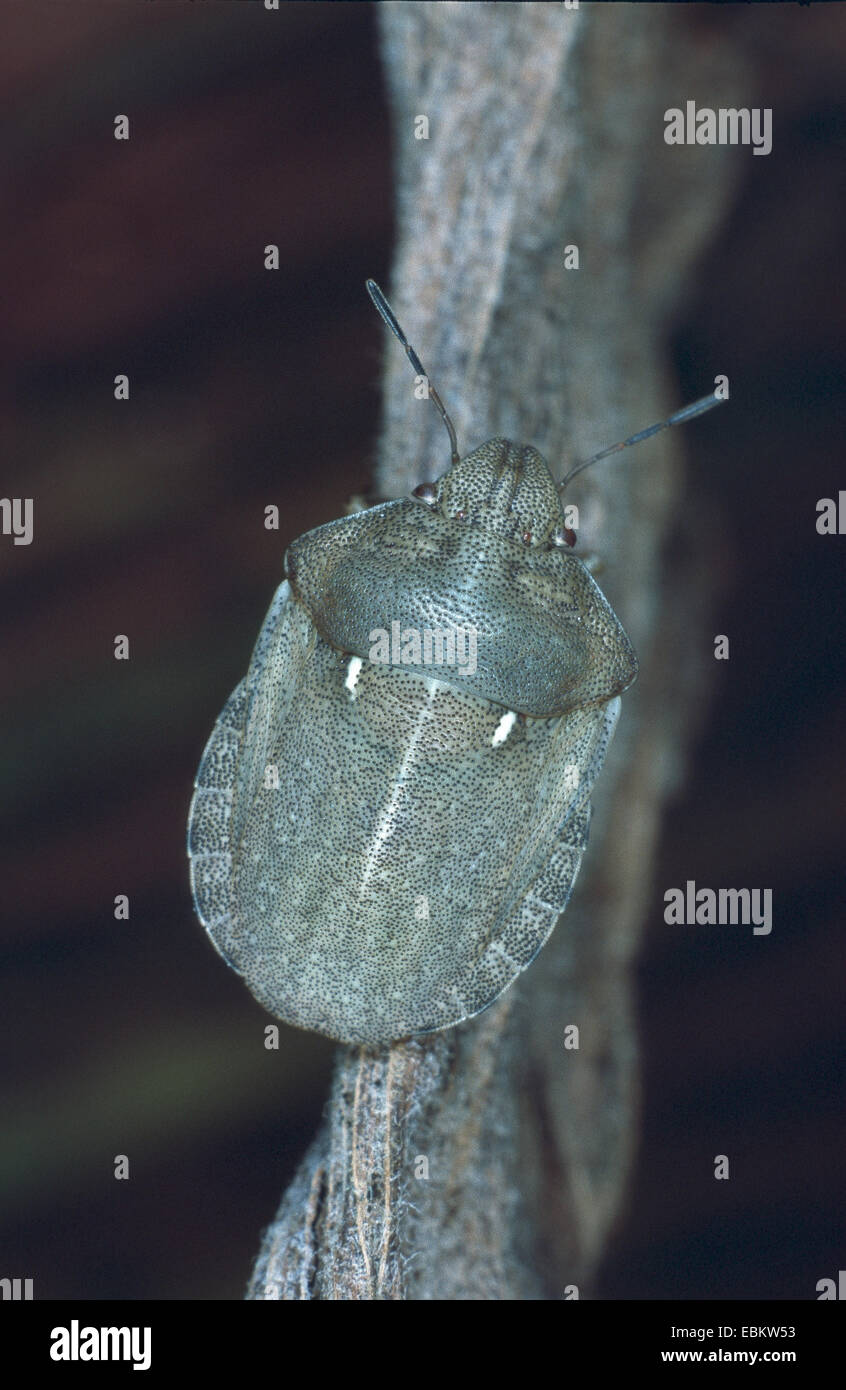 Schermatura-back bug (Eurygaster "testudinaria), su una foglia appassiti, Germania Foto Stock