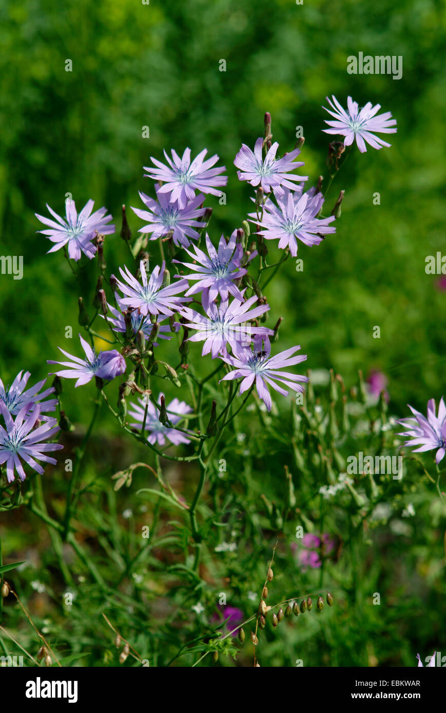 Blu glabre sow-thistle (Cicerbita plumieri), fioritura, Germania Foto Stock