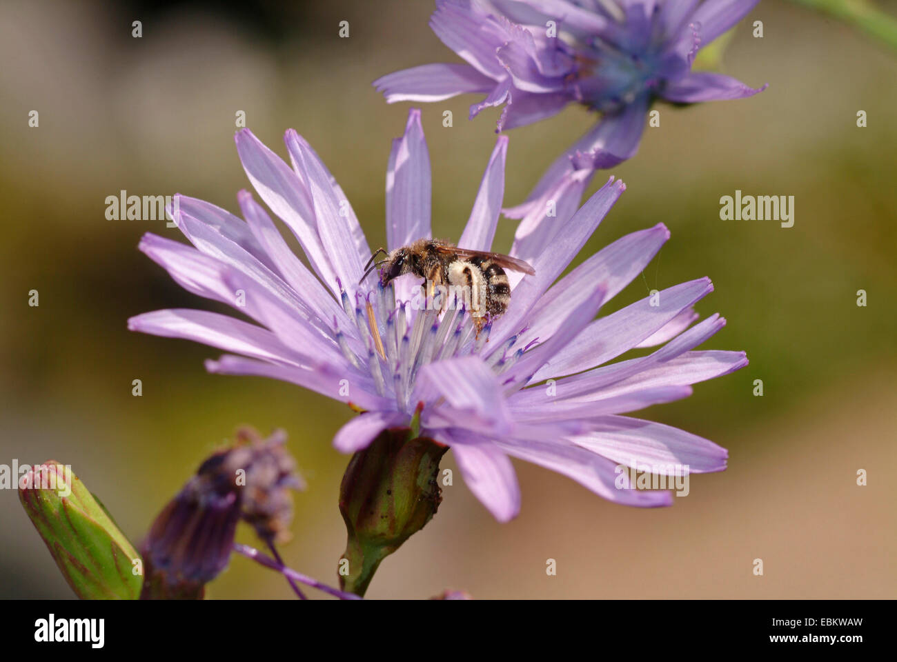 Blu glabre sow-thistle (Cicerbita plumieri), fioritura, Germania Foto Stock