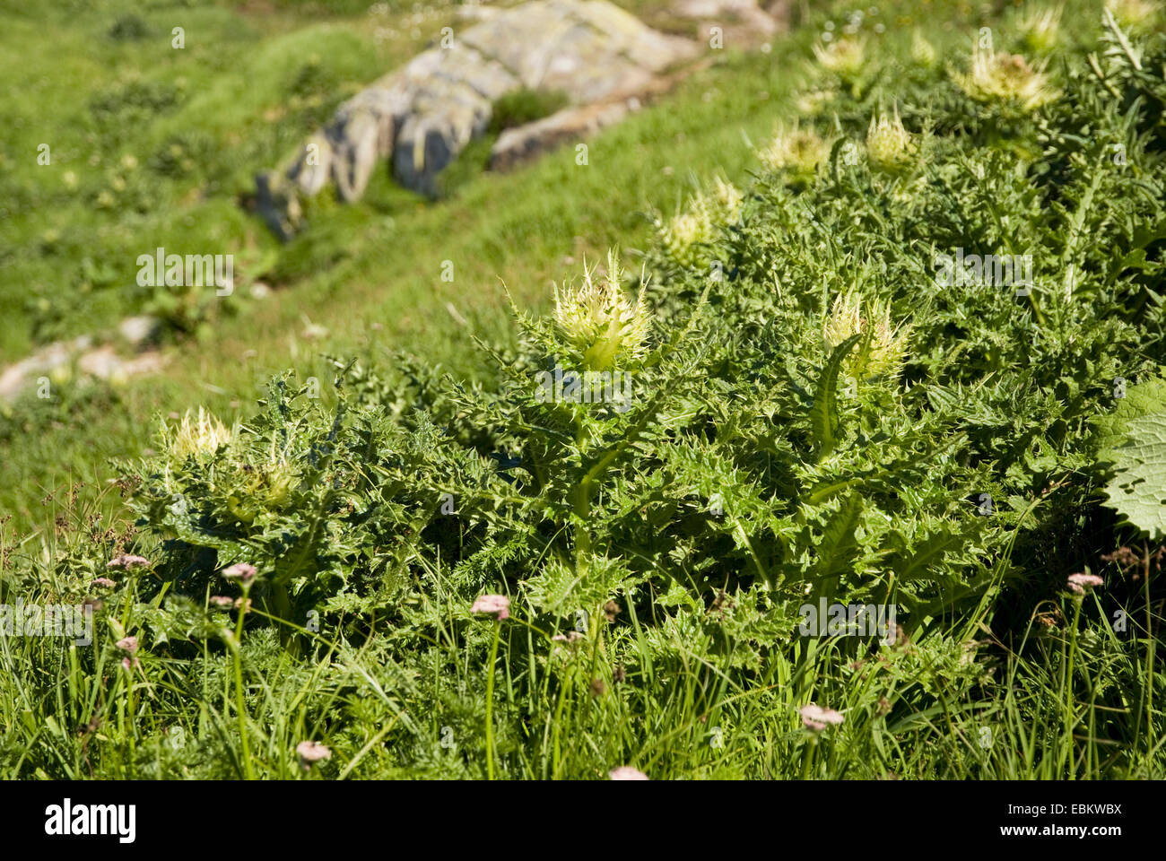 Thistle giallo (Cirsium spinosissimum), fioritura su un pendio di montagna, Svizzera Foto Stock