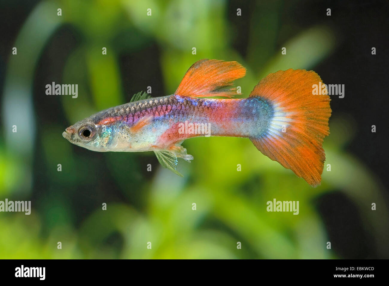 Guppy (Poecilia reticulata, Lebistes reticulatus, Lebistes reticulata), razza formano un mosaico Rosso Foto Stock