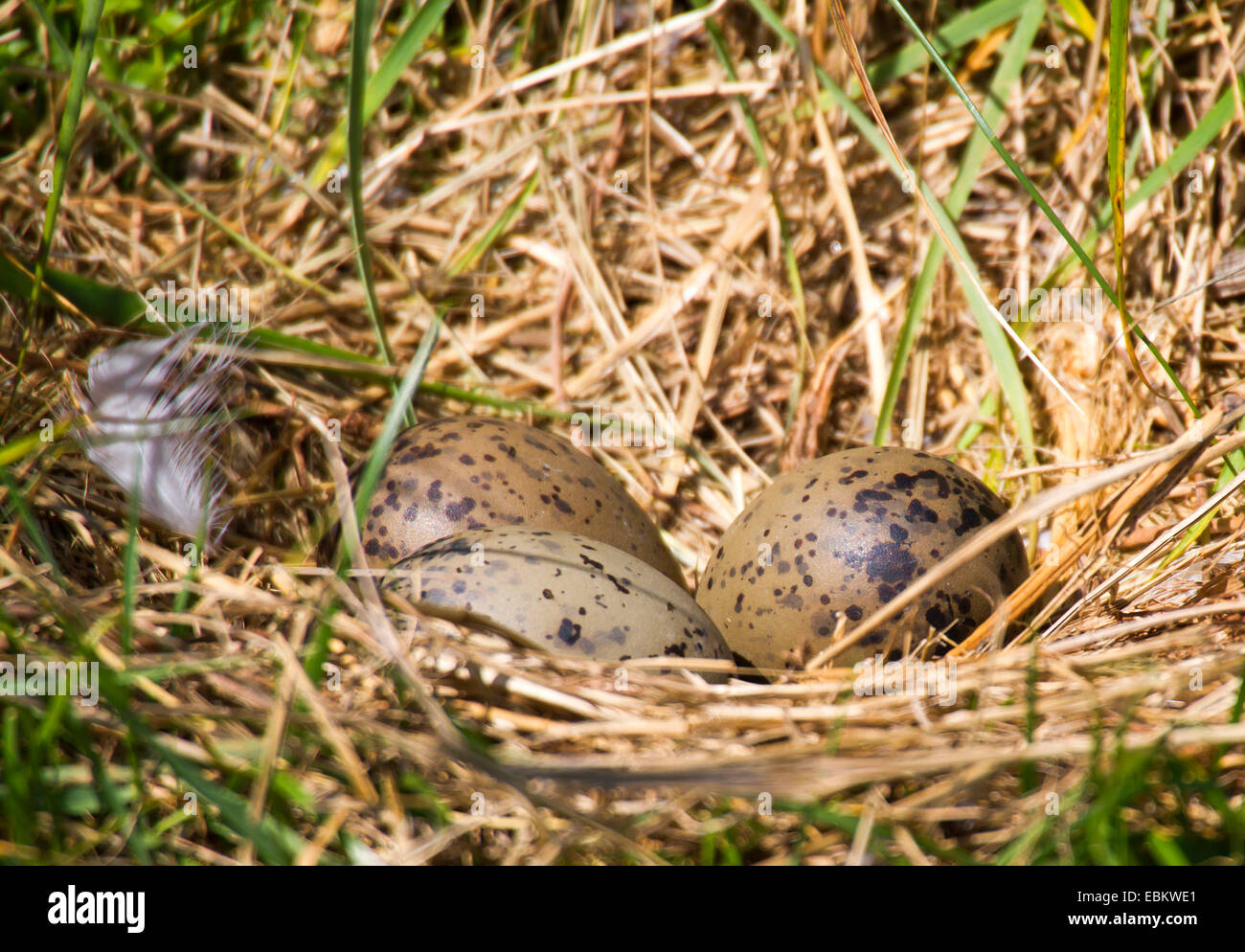 Lesser black-backed gull (Larus fuscus), Bird Nest con uova, Germania, Schleswig-Holstein, Isola di Helgoland Foto Stock