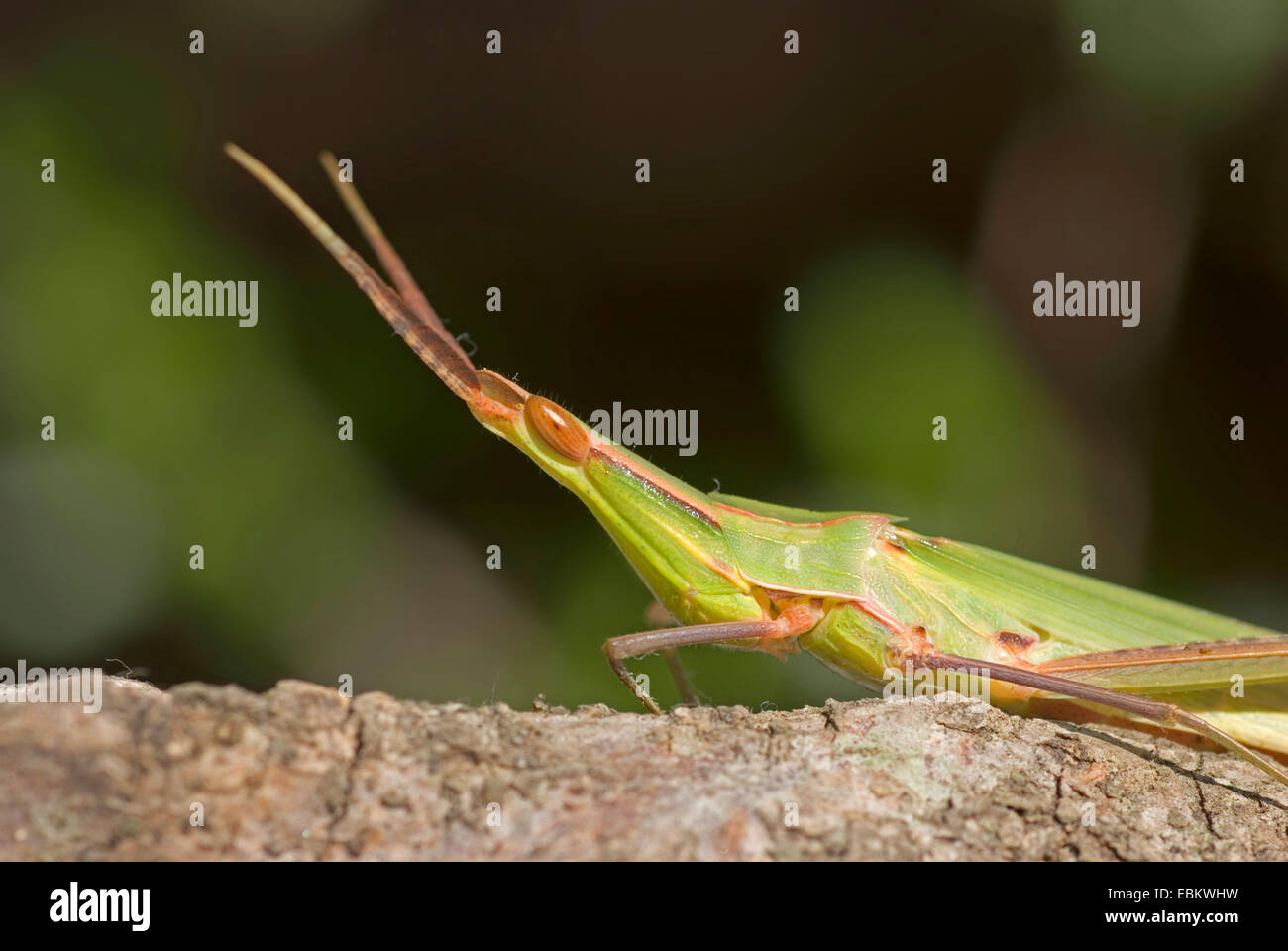 Snouted grasshopper, Long-headed grasshopper, Inclinazione del Mediterraneo di fronte-Grasshopper (Acrida hungarica, Acrida ungarica), seduto su un ramo, Francia, Corsica Foto Stock