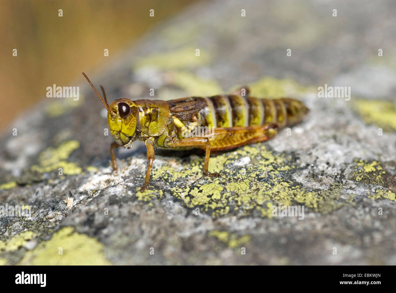 Northern grasshopper migratori (Melanoplus frigidus, Bohemanella frigida), seduta su una roccia, Svizzera Foto Stock