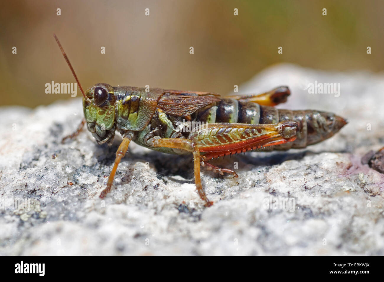 Northern grasshopper migratori (Melanoplus frigidus, Bohemanella frigida), seduta su una roccia, Svizzera Foto Stock