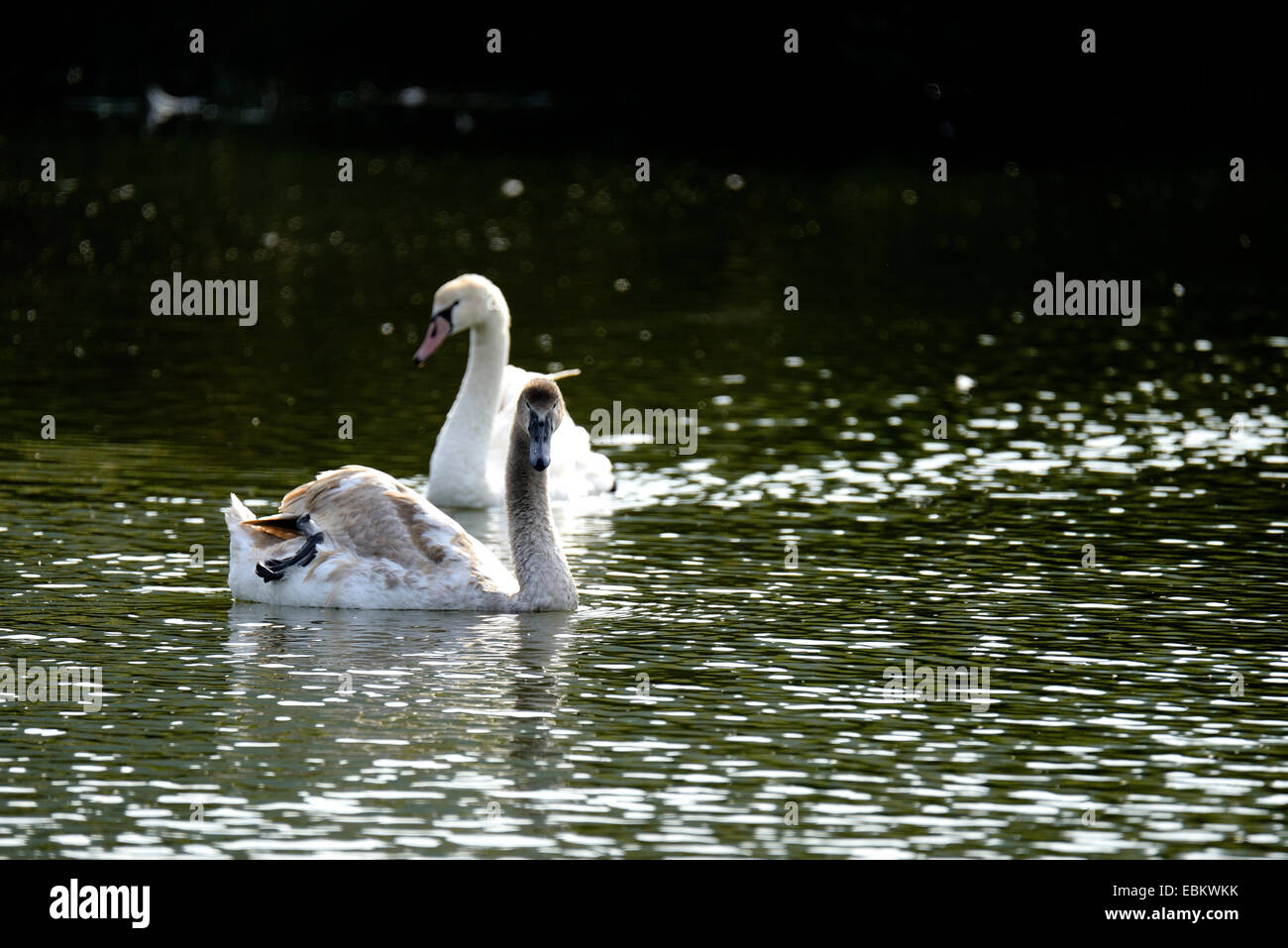 Cigni in Santoña, Cantabria, Spagna, Europa Foto Stock