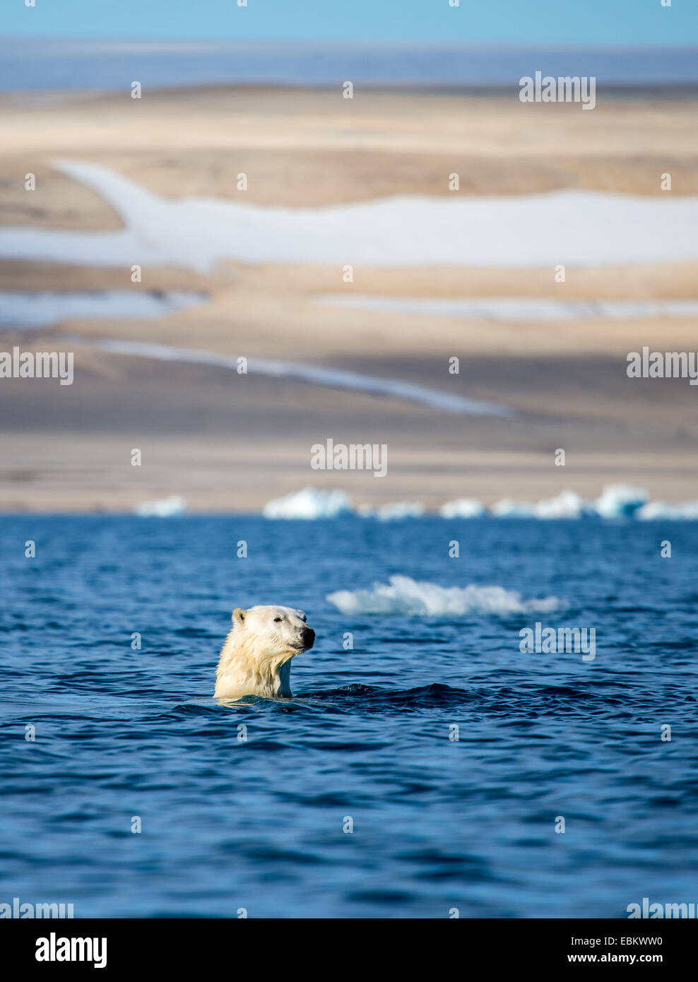 Orso polare (Ursus maritimus), nuoto nel mare, Norvegia, Svalbard Svalbard isole, Nordaustlandet Foto Stock
