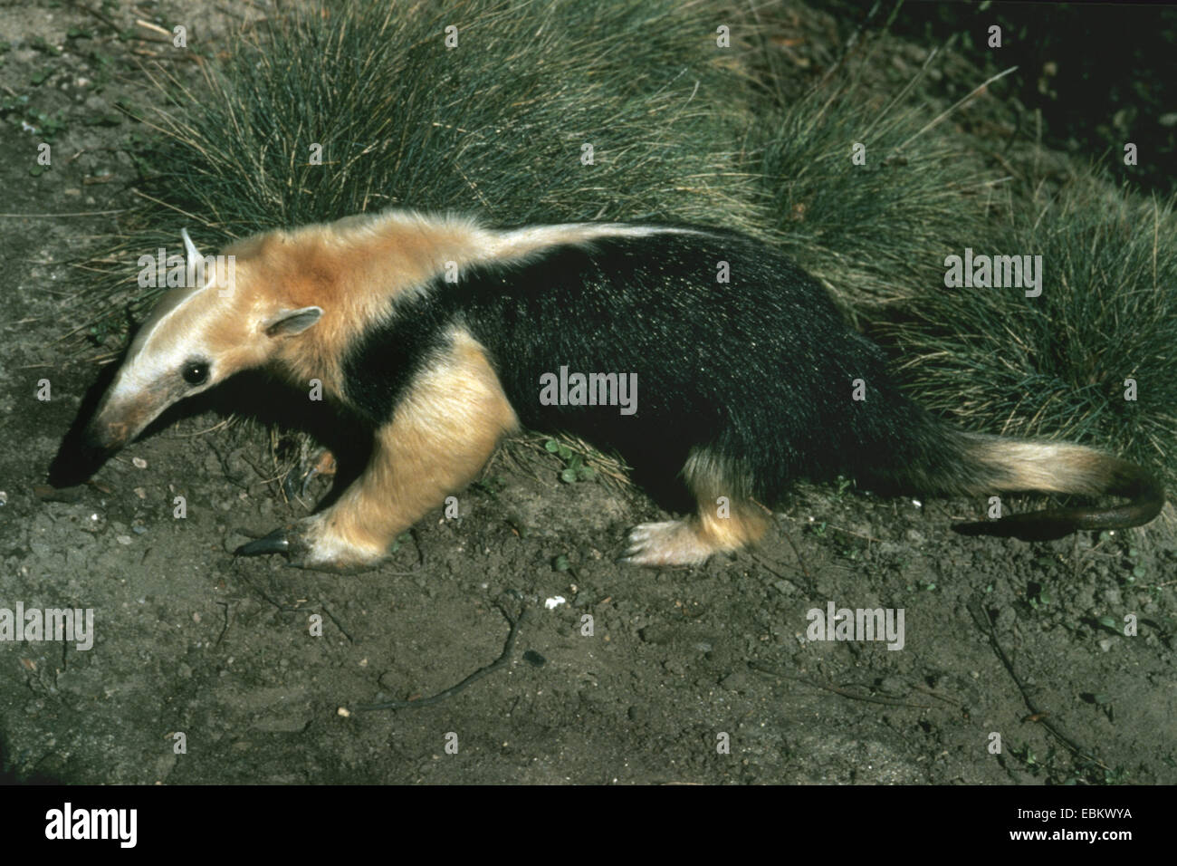Southern Tamandua (Tamandua tetradactyla), a piena lunghezza ritratto Foto Stock