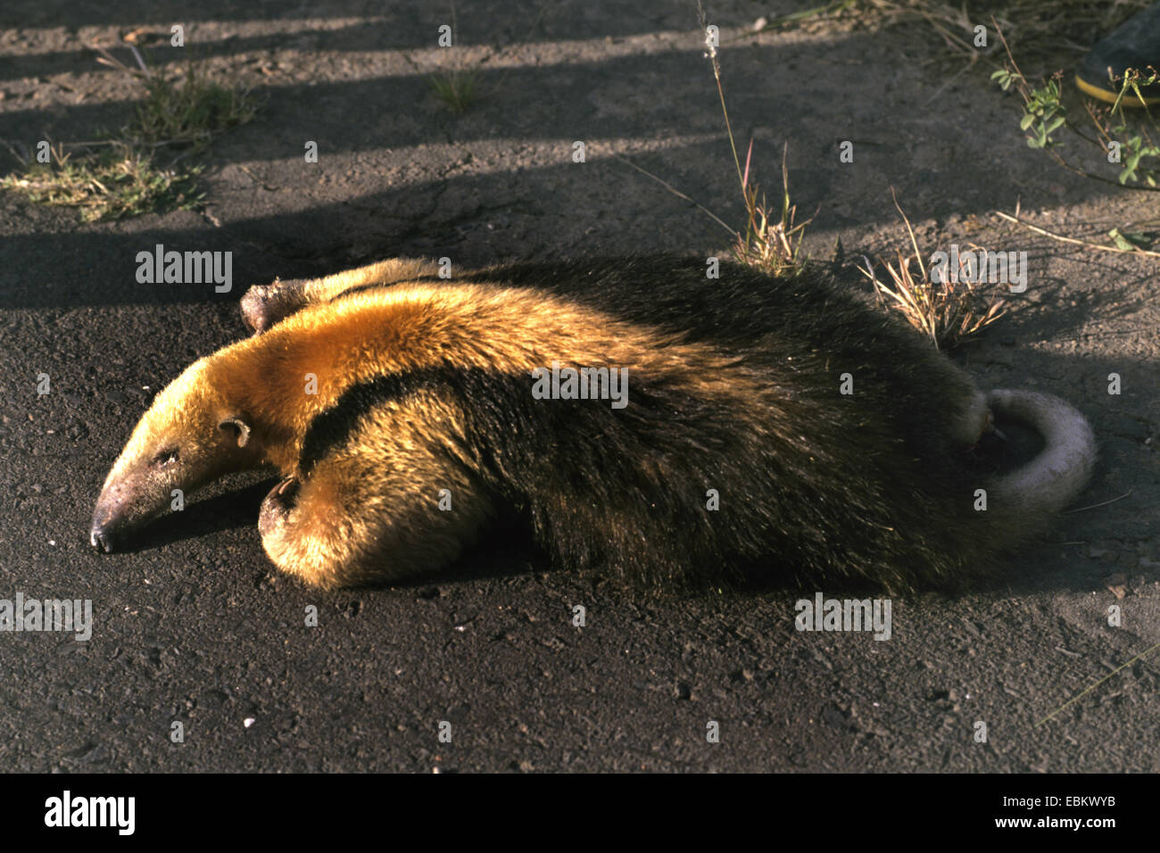 Southern Tamandua (Tamandua tetradactyla), roadkill, Paraguay, Chaco Foto Stock