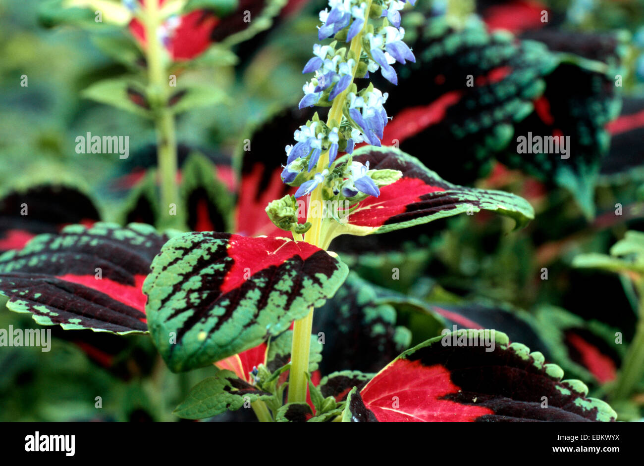 Coleus, dipinto di ortica (Coleus blumei, Solenostemon scutellarioides), fioritura Foto Stock