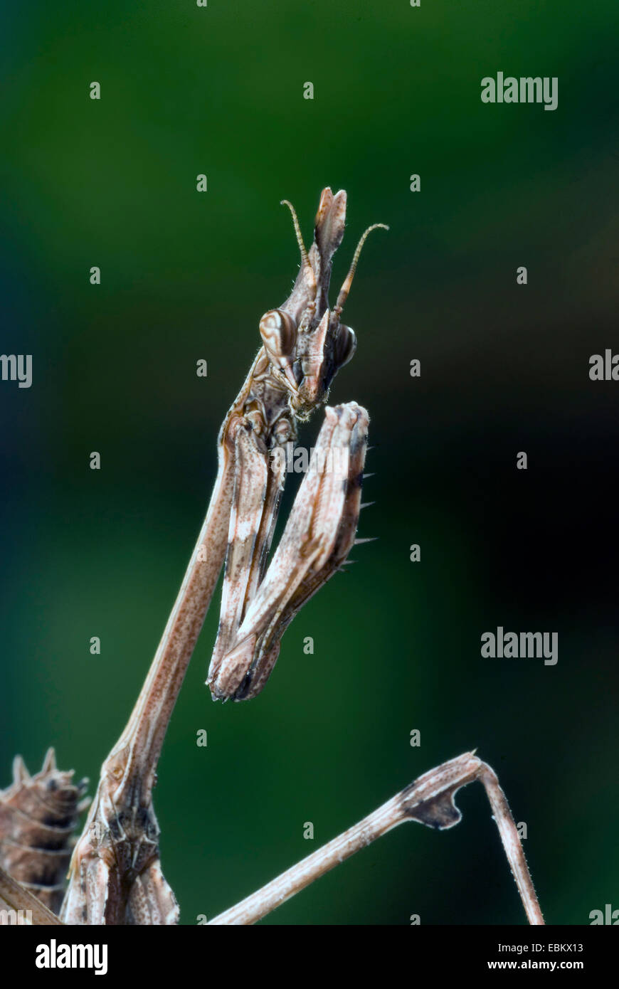 Cono-testa (Mantide Empusa fasciata), ritratto Foto Stock