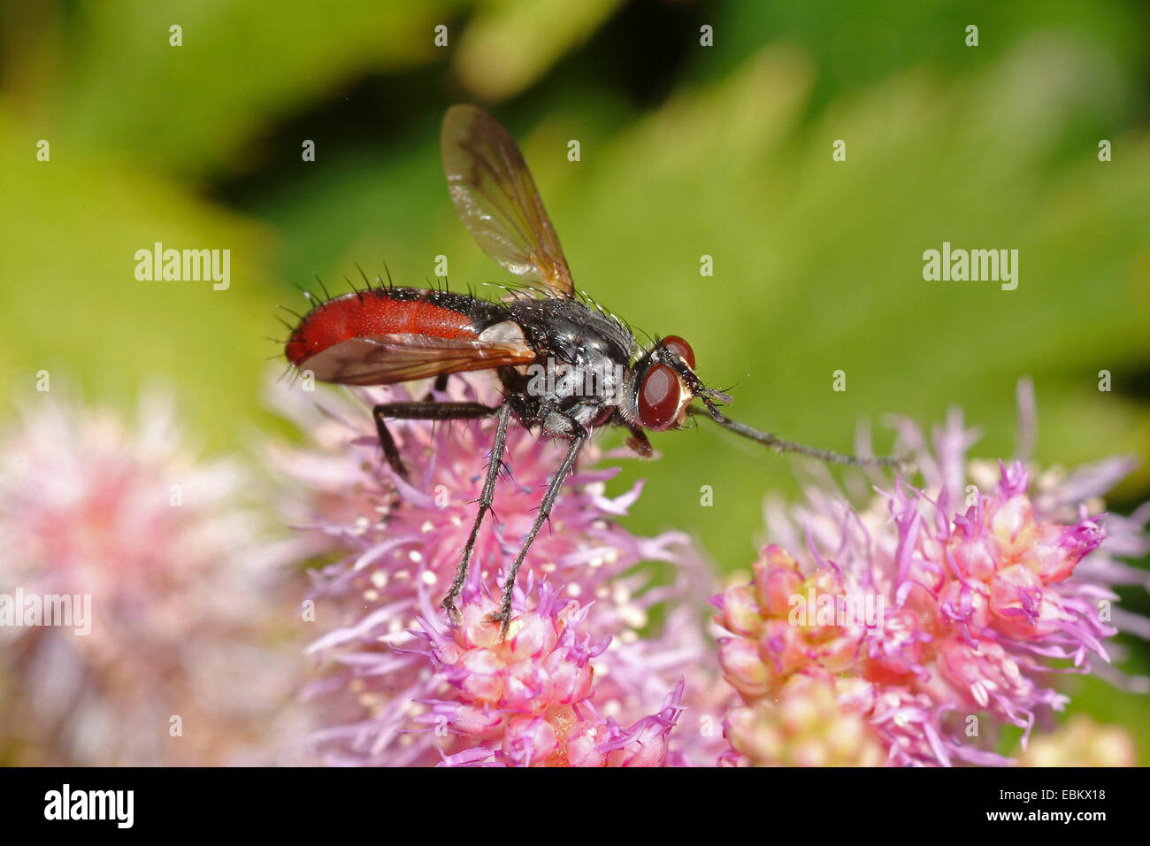 Tachinid fly (Cylindromyia bicolore), seduti su fiori di colore rosa, Germania Foto Stock