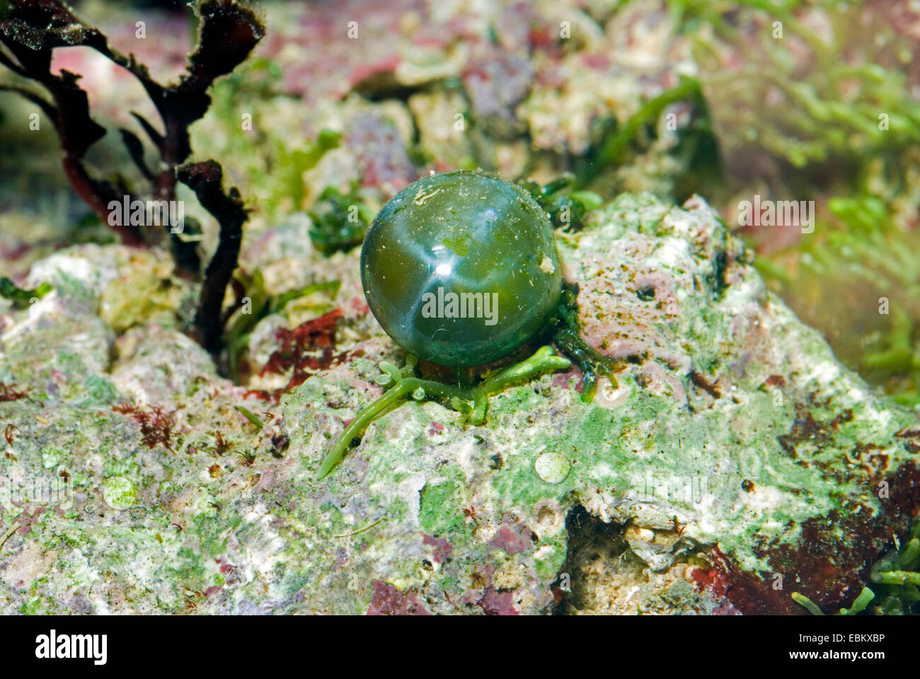 Bolla di alghe (Ventricaria ventricosa), singola bolla alghe Foto Stock