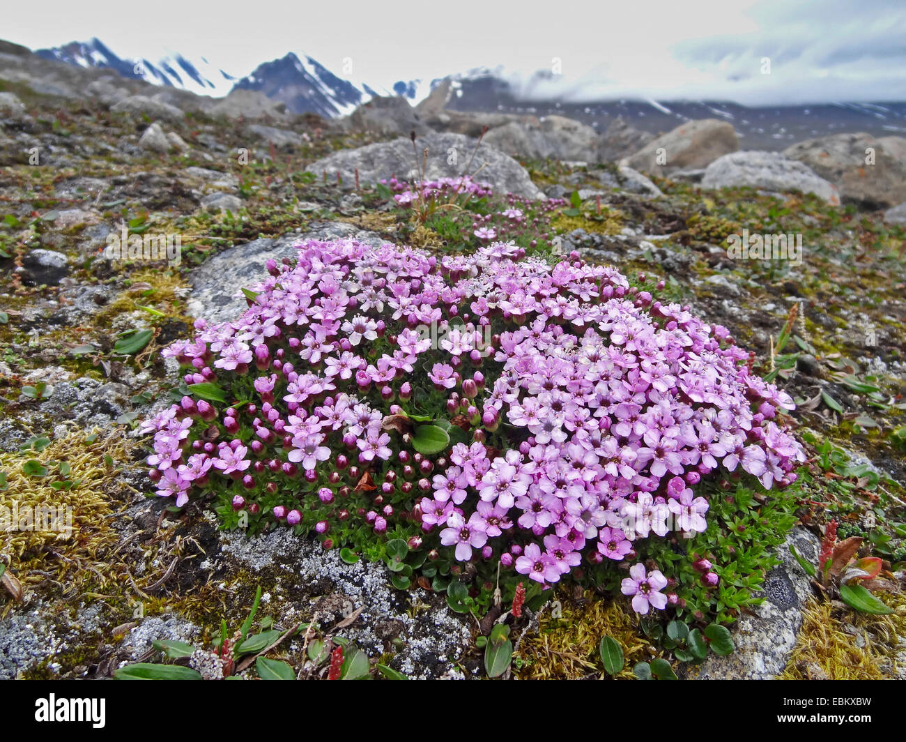 Moss campion (Silene acaulis), fioritura, Norvegia Isole Svalbard, Bockfjorden Foto Stock