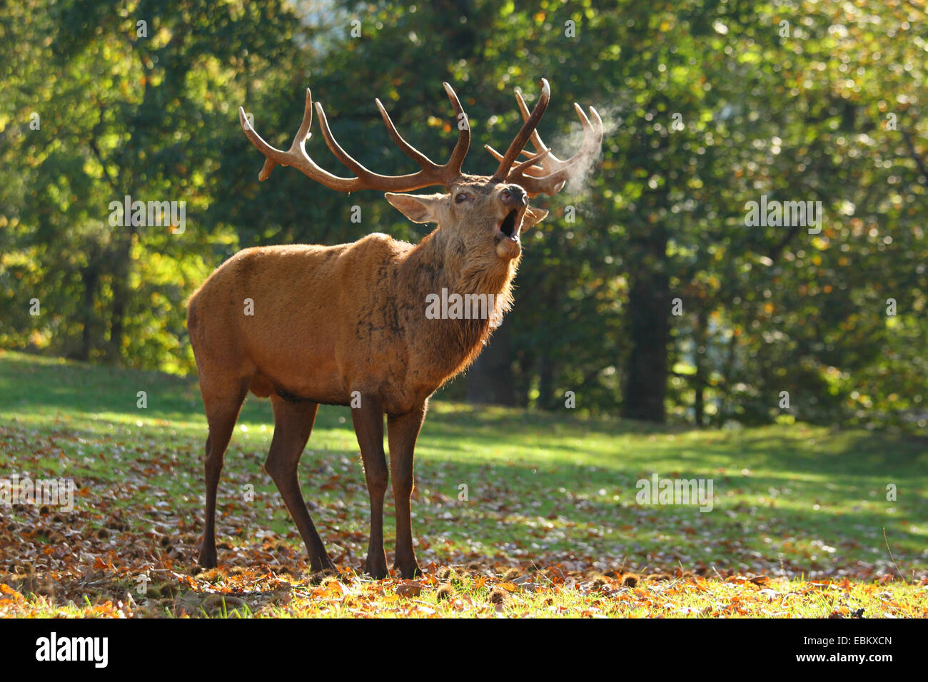 Il cervo (Cervus elaphus), ruggito, in Germania, in Renania Palatinato, Pfaelzer Wald Foto Stock