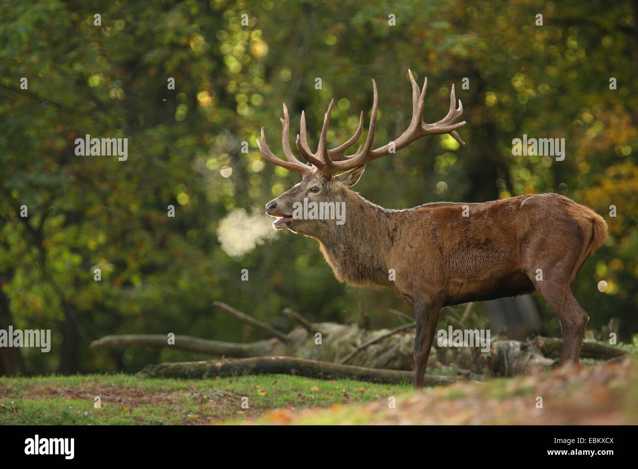 Il cervo (Cervus elaphus), ruggito, in Germania, in Renania Palatinato, Pfaelzer Wald Foto Stock