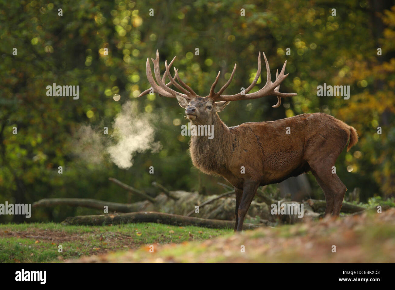 Il cervo (Cervus elaphus), ruggito, in Germania, in Renania Palatinato, Pfaelzer Wald Foto Stock