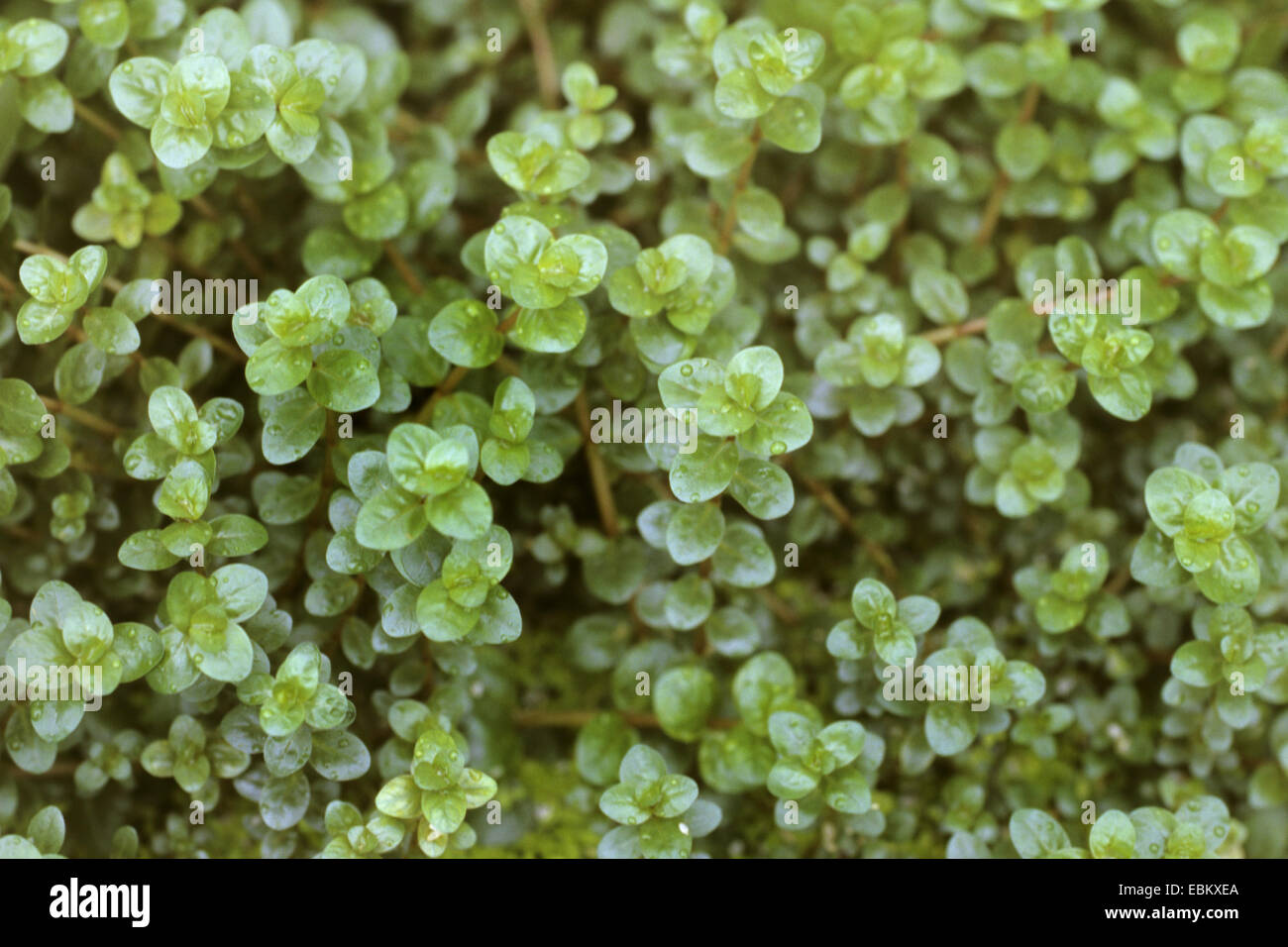 Roundleaf toothcup (Rotala rotundifolia, Ammania rotundifolia), foglie Foto Stock