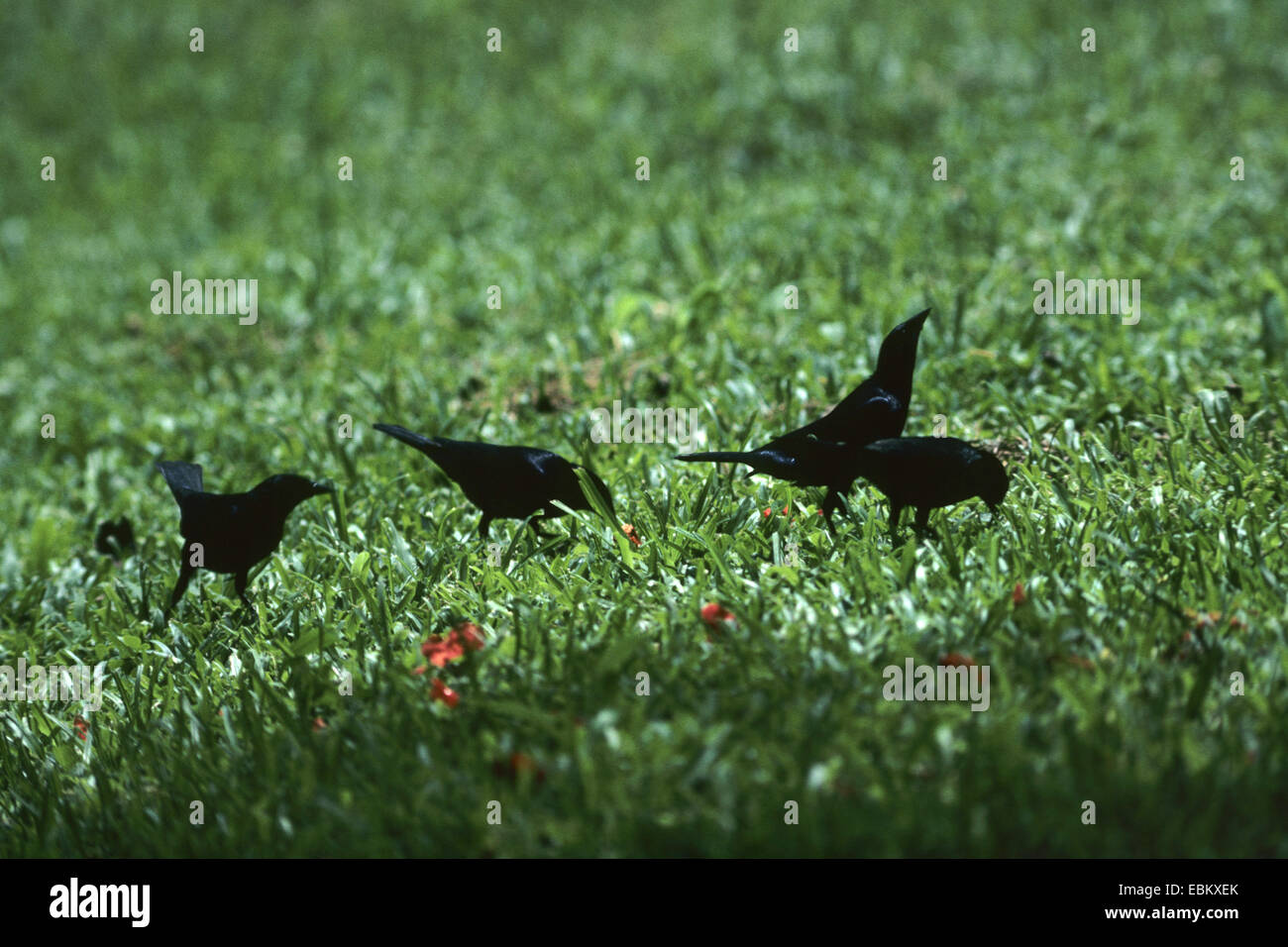 Giallo-di fronte mynah (Mino dumontii), quattro uccelli adulti la ricerca di cibo in un prato Foto Stock