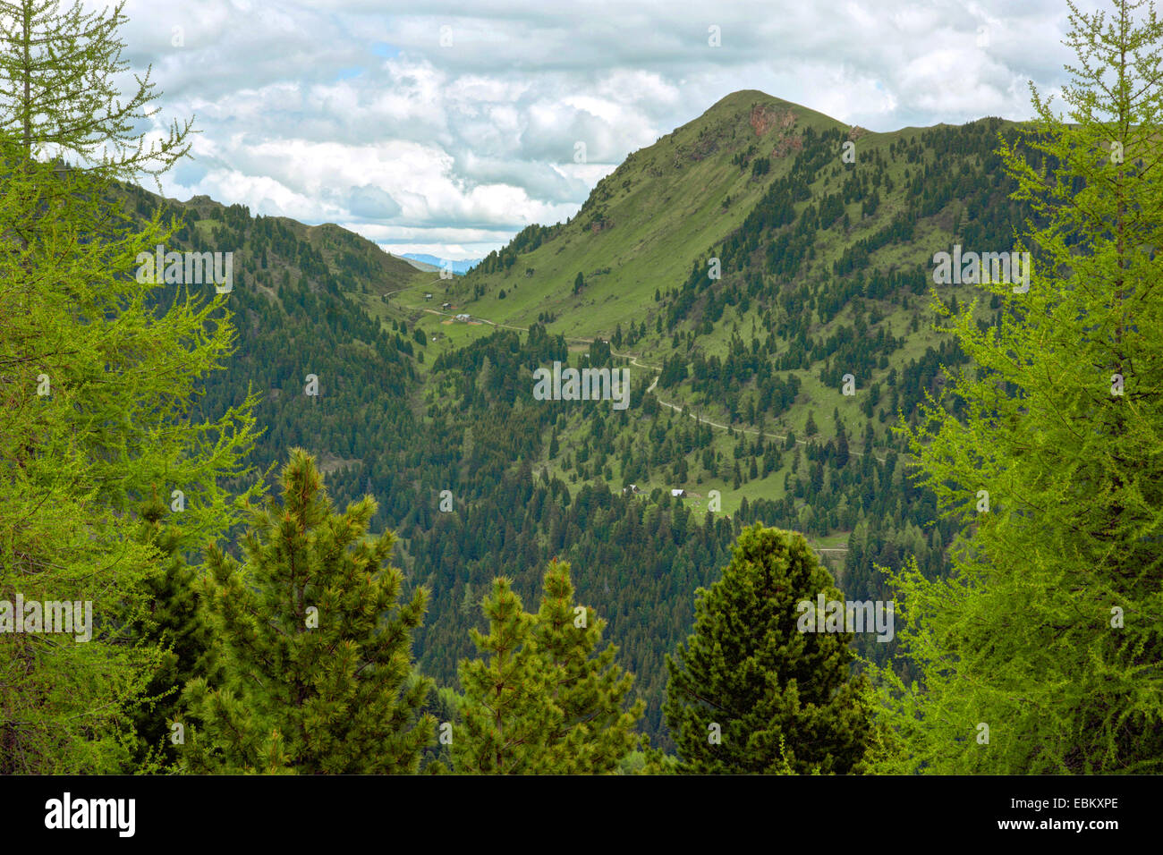 Il cembro, arolla pine (Pinus cembra), la foresta di conifere nel paesaggio alpino, Austria, Kaernten, Parco Nazionale Nockberge Foto Stock