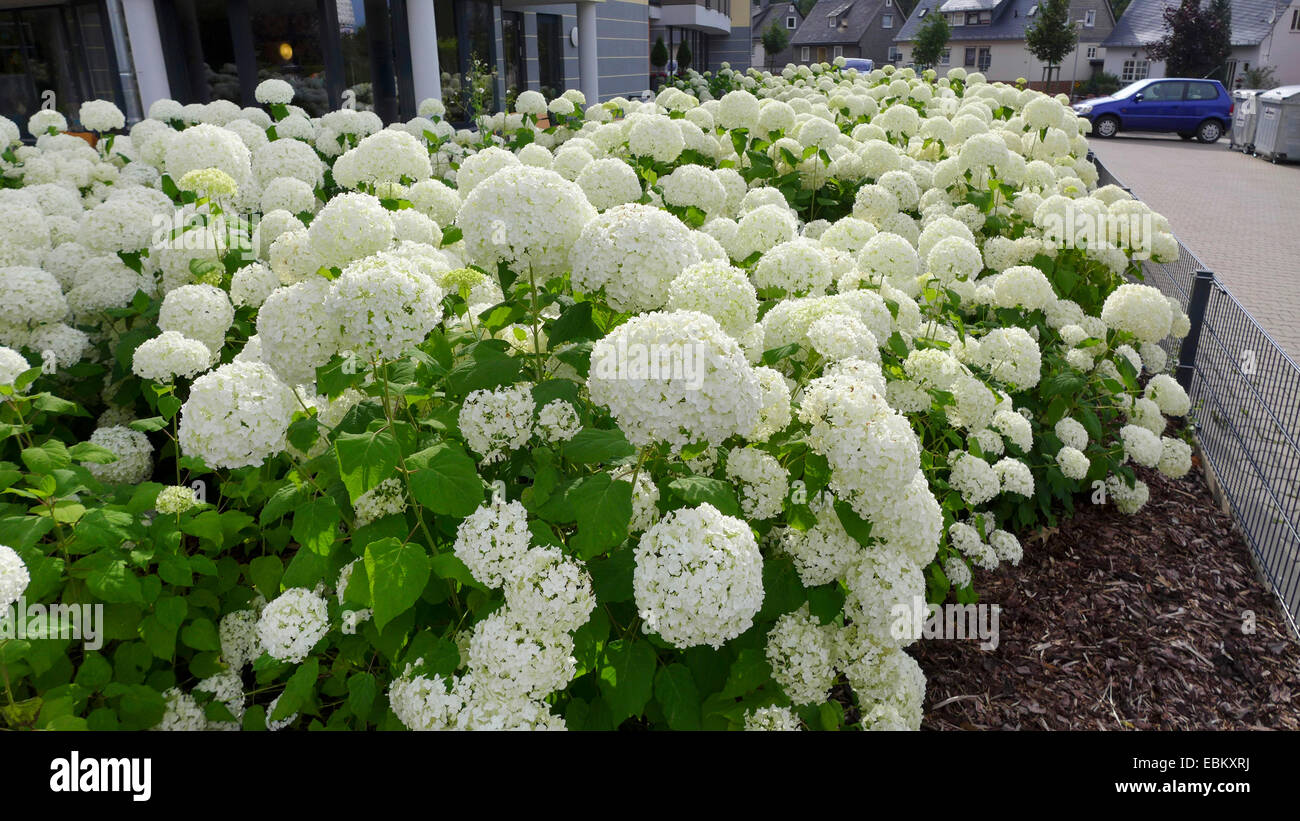 Giardino hydrangea, cappuccio in pizzo ortensia (Hydrangea macrophylla), bianco giardino fiorito di ortensie, Germania Foto Stock