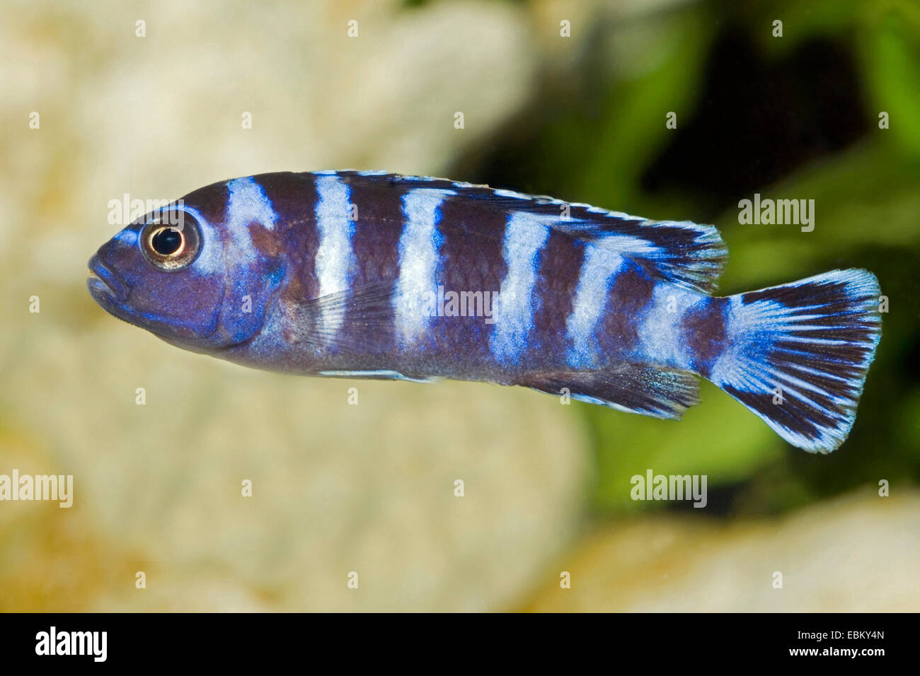 Il Malawi cichlid (Pseudotropheus demasoni), nuoto Foto Stock