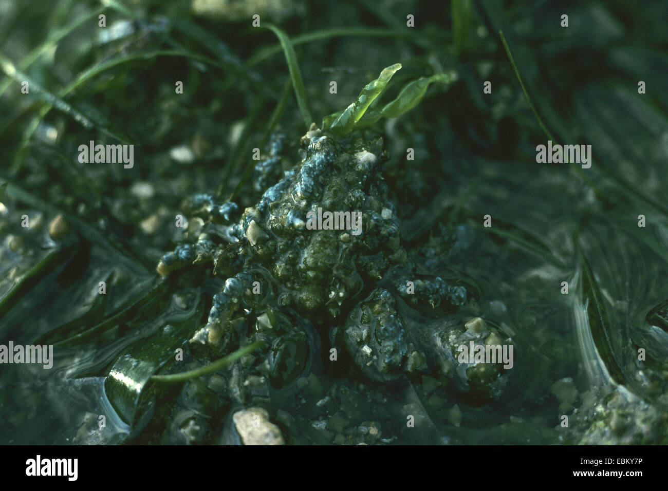 Il granchio (Tiarinia gracilis), mimetizzata Foto Stock