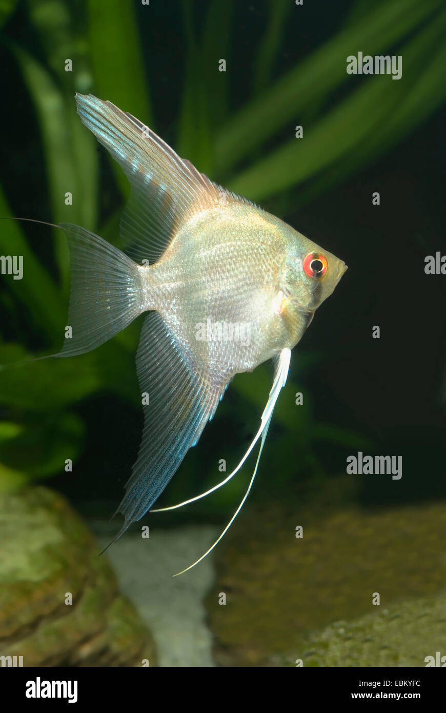 Freshwater angelfish, longfin pesci angelo, nero angelfish, scalare (Pterophyllum scalare), nuoto Foto Stock