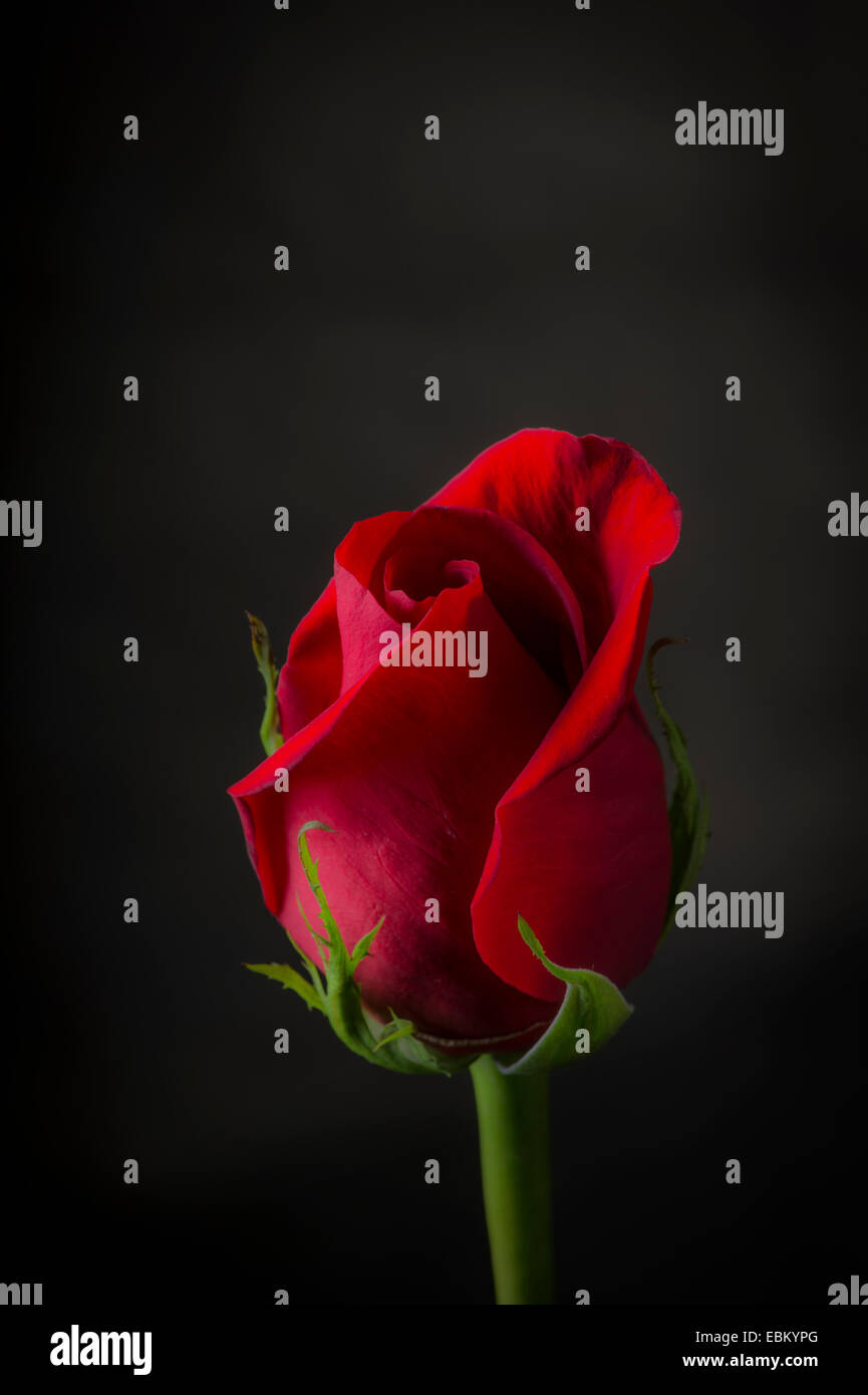 Single Rose con sfondo scuro Foto Stock