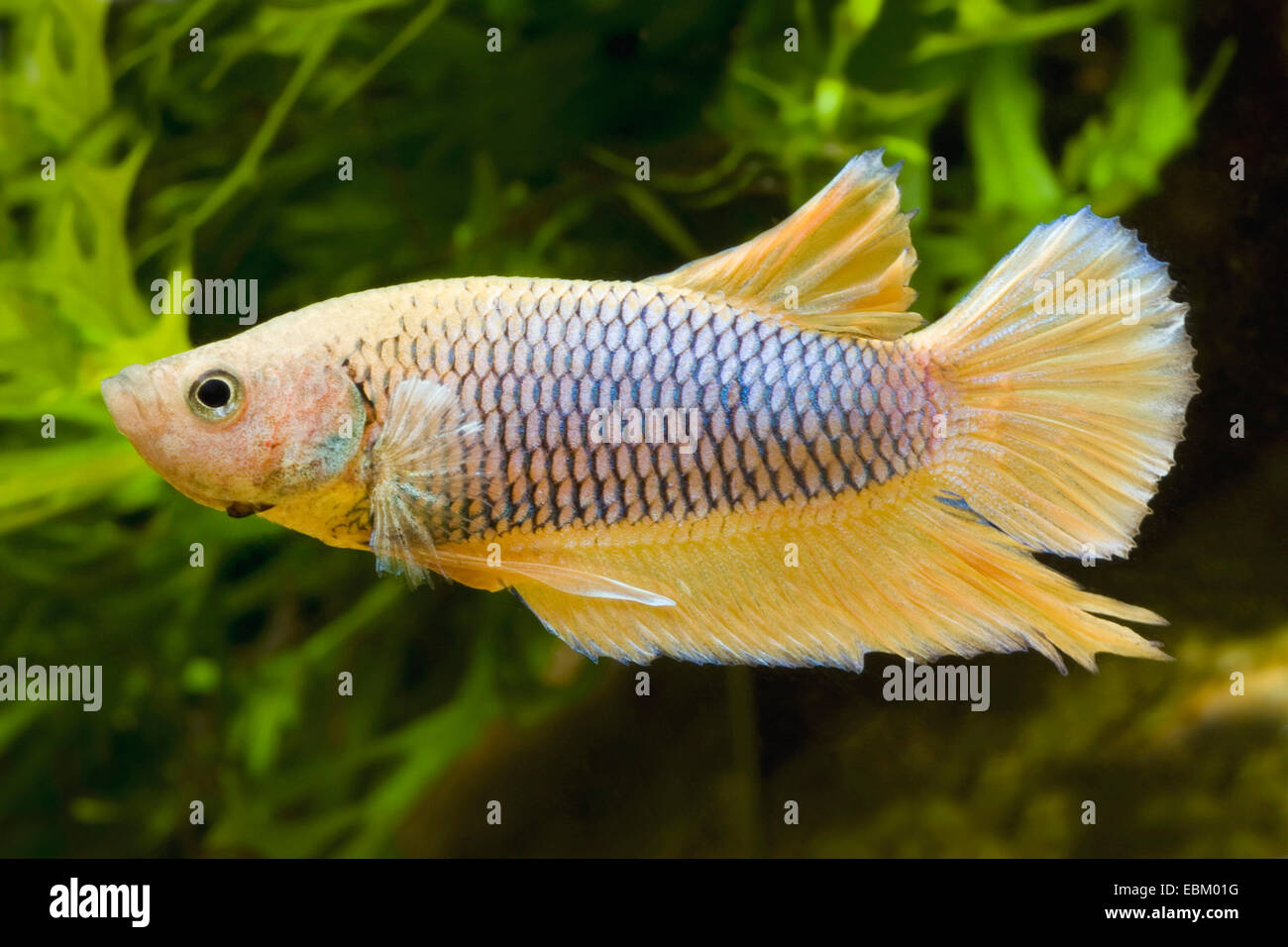 Siamese fighting fish, Siamese fighter (Betta splendens), razza Shorttail giallo Foto Stock