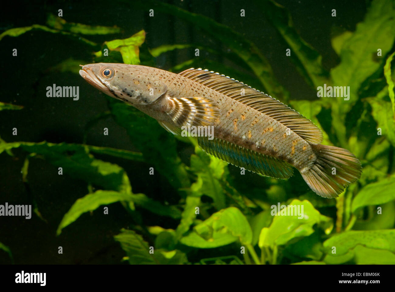 Snakehead (Channa pulchra), nuoto Foto Stock