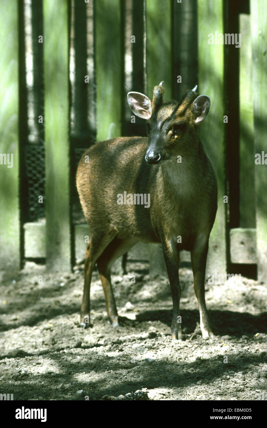 Il cinese muntjac, Reeve's muntjac (Muntiacus reevesi), stando in piedi in un open-air enclosure Foto Stock