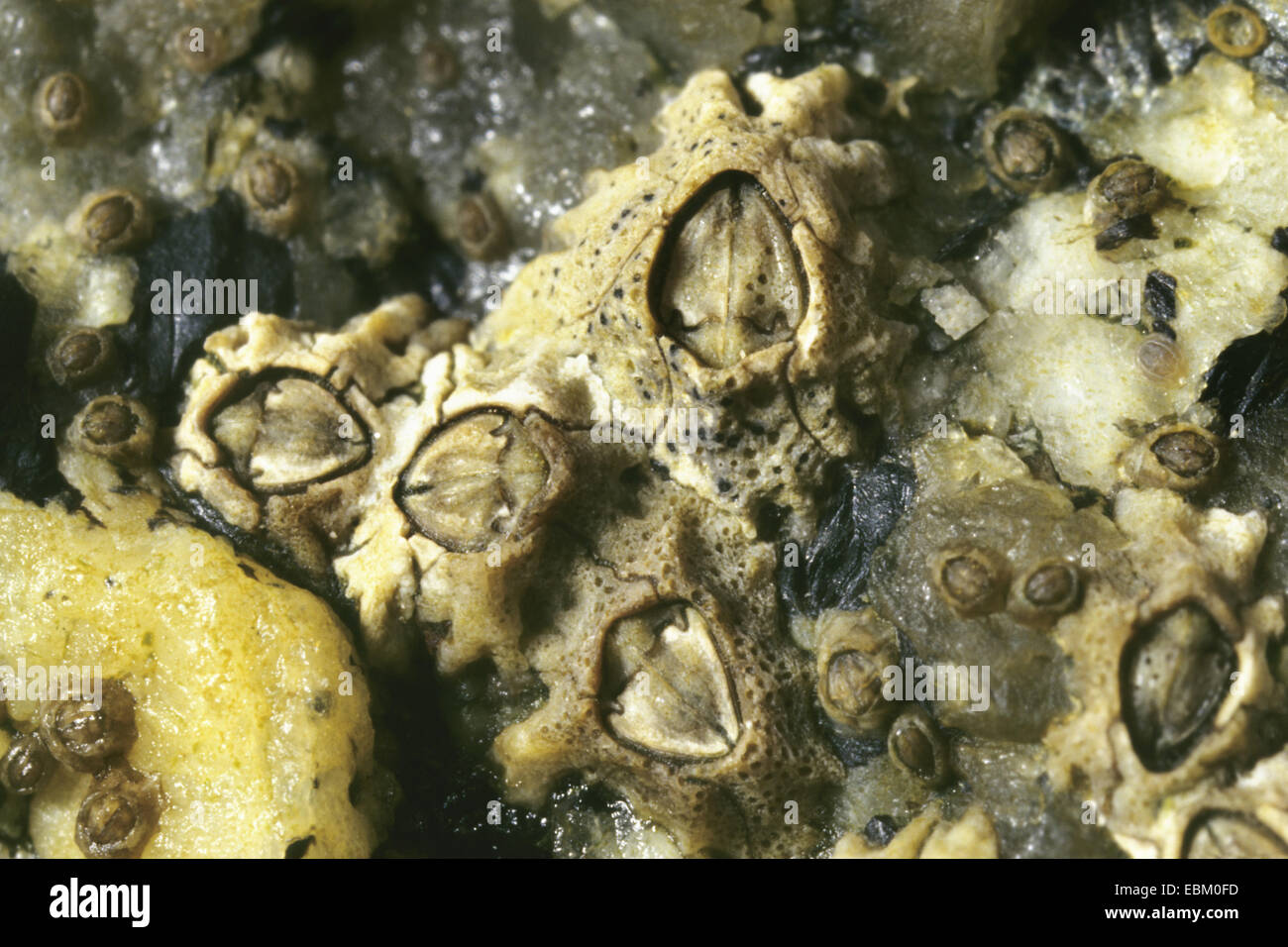 Montagu stellate del barnacle (Chthamalus montagui), close up Foto Stock
