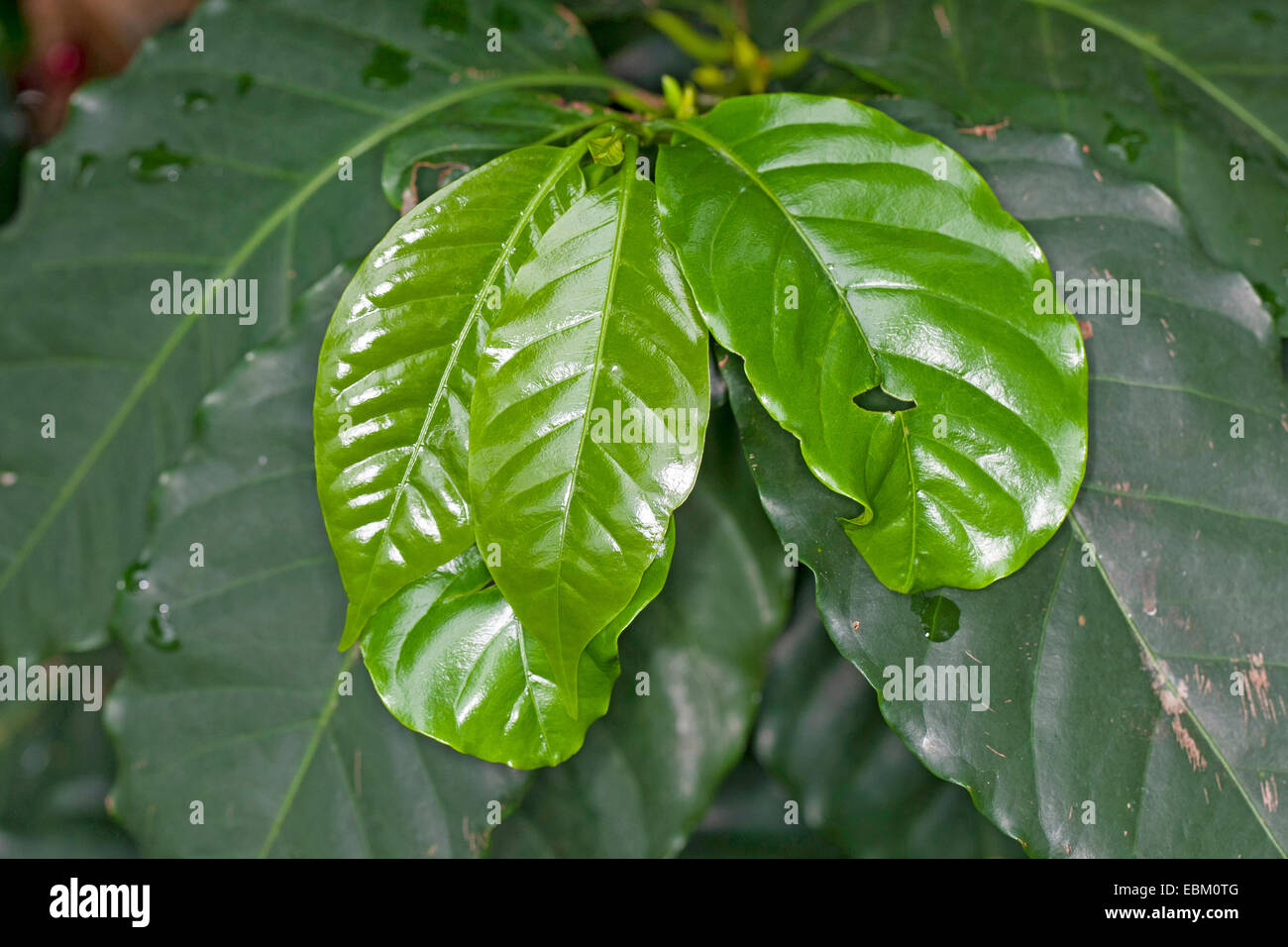 Arabian caffè (Coffea arabica), foglie Foto Stock