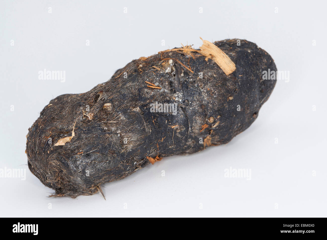 Il barbagianni (Tyto alba), pellet di un gufo Foto Stock