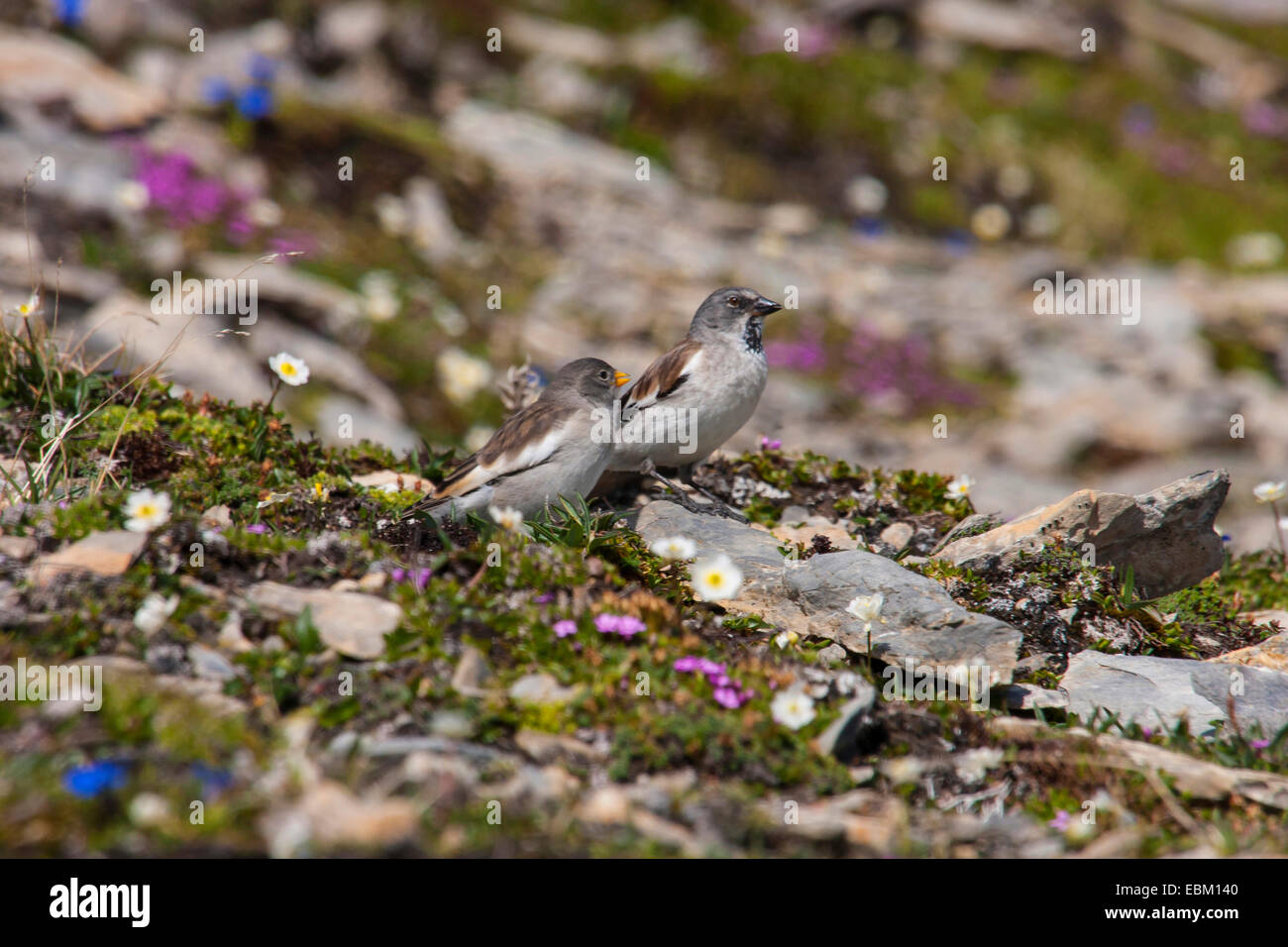 Bianco-winged fringuello alpino (Montifringilla nivalis), due bianco-winged snow finches nel sistema alpino circostante, Svizzera, dei Grigioni Foto Stock