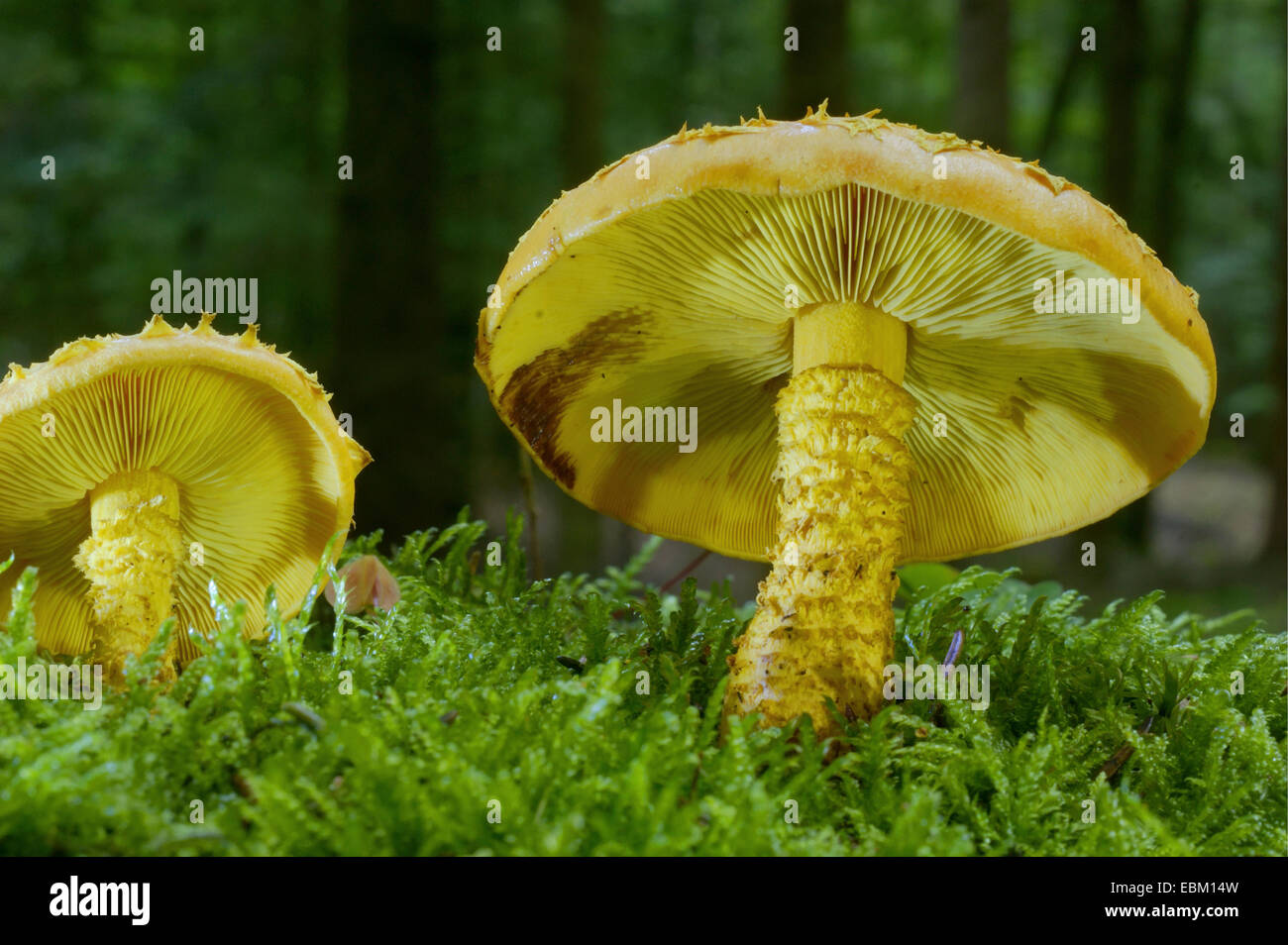 Giallo, pholiota Pholiota fiammeggiante, fiamma scalecap (Pholiota flammans), su MOSS, in Germania, in Renania Palatinato Foto Stock