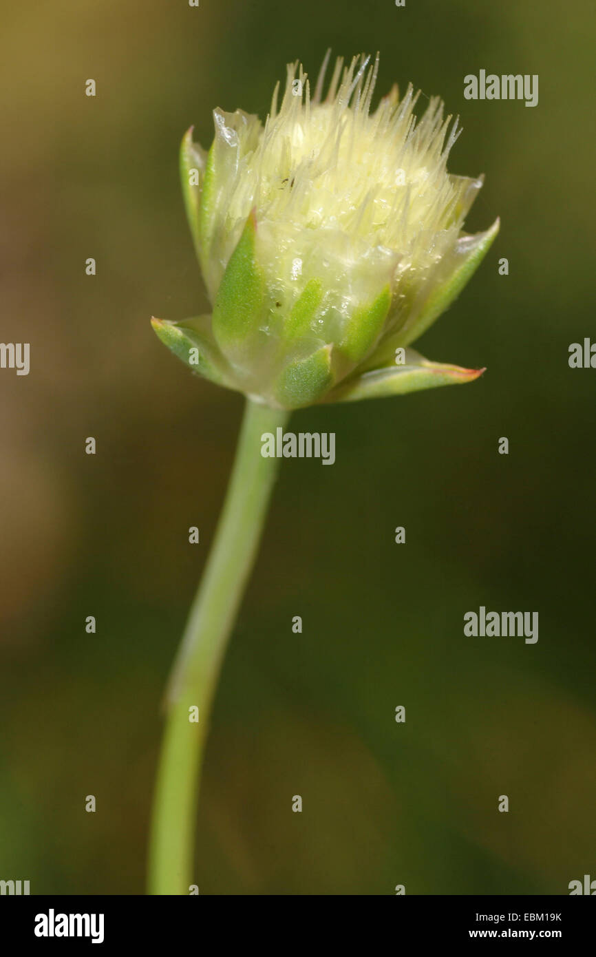 La parsimonia (Armeria villosa), infiorescenza Foto Stock