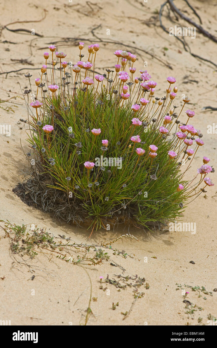 La parsimonia spinosa (Armeria Pungens), fioritura, Portogallo Foto Stock