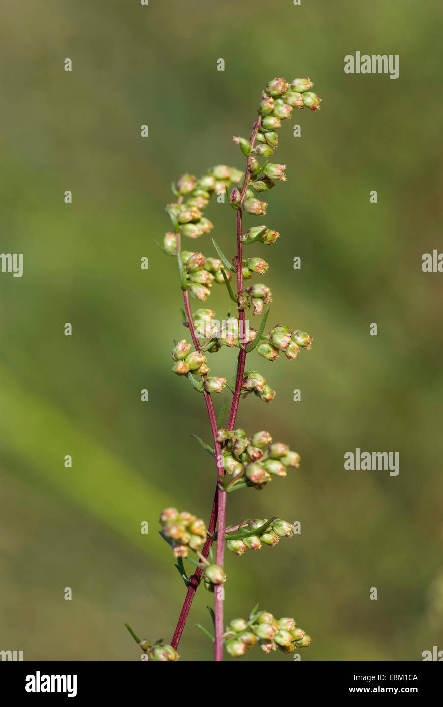Campo southernwood (Artemisia campestris), fiori, Germania Foto Stock