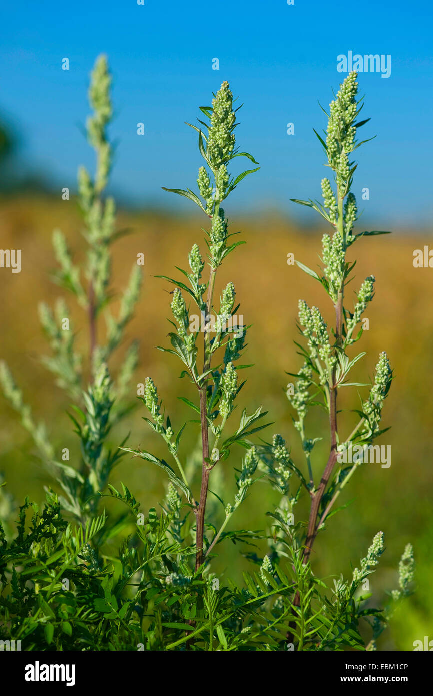 Artemisia comune, comune assenzio (Artemisia vulgaris), infiorescenze, Germania Foto Stock