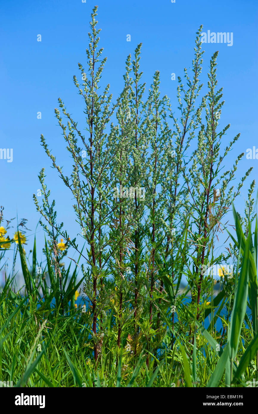 Artemisia comune, comune assenzio (Artemisia vulgaris), contro il cielo blu, Germania Foto Stock