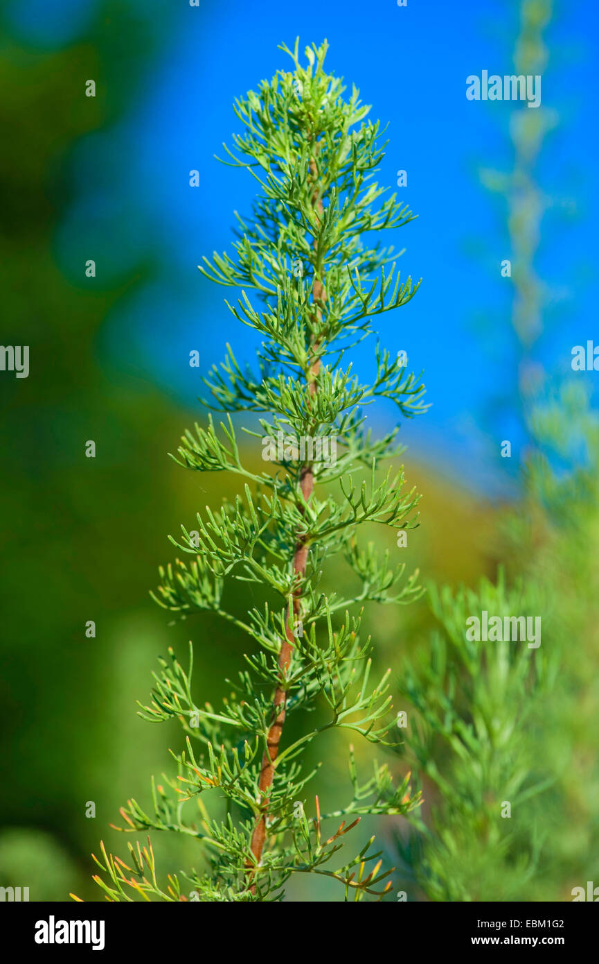 Southern assenzio, southernwood (Artemisia abrotanum) Foto Stock