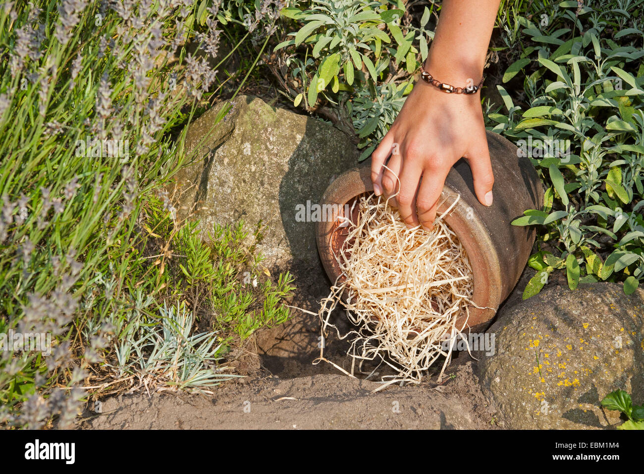 Con lana di legno pieno fiore pod come aiuto di nidificazione per bombi , Germania Foto Stock