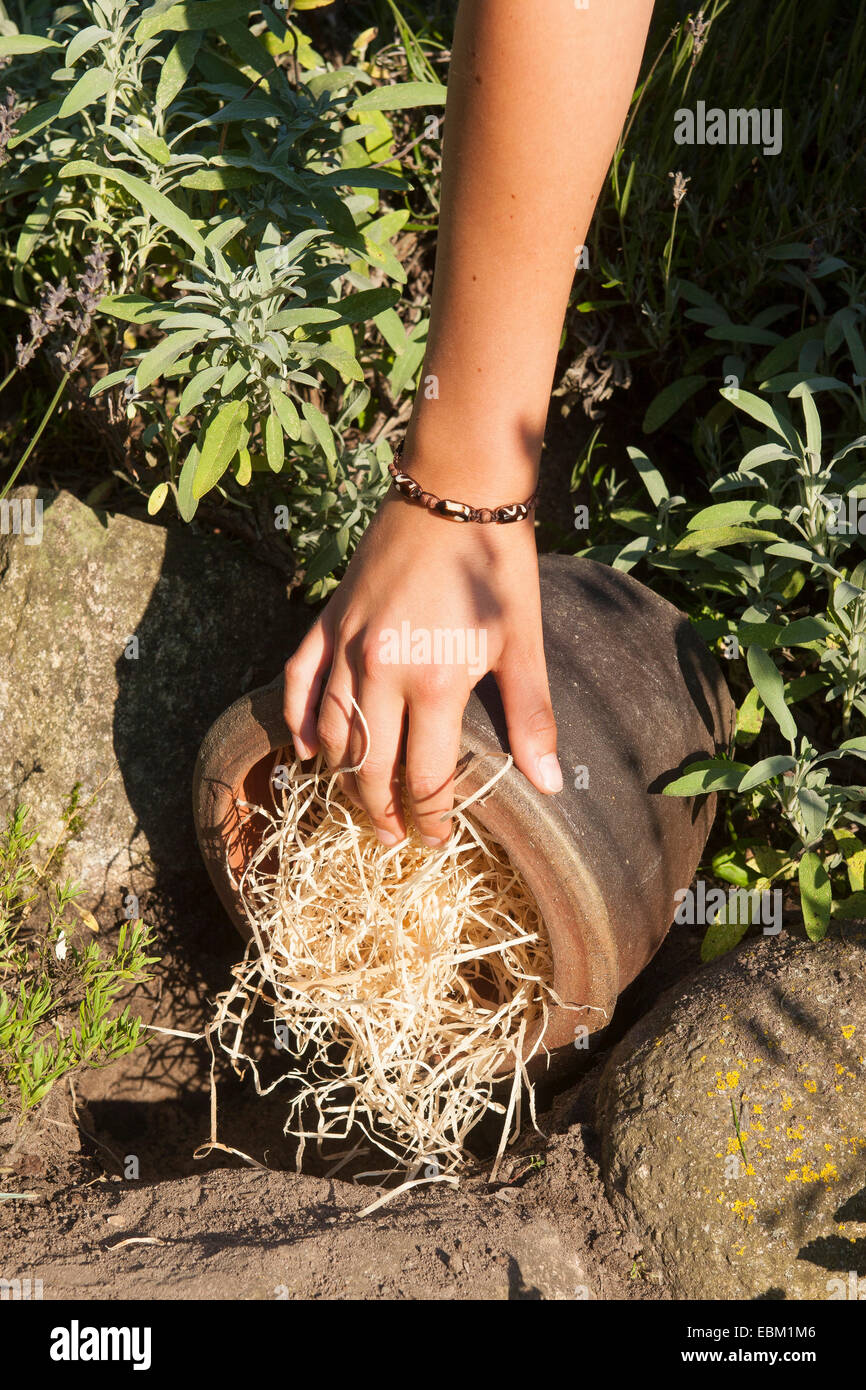 Con lana di legno pieno fiore pod come aiuto di nidificazione per bombi , Germania Foto Stock
