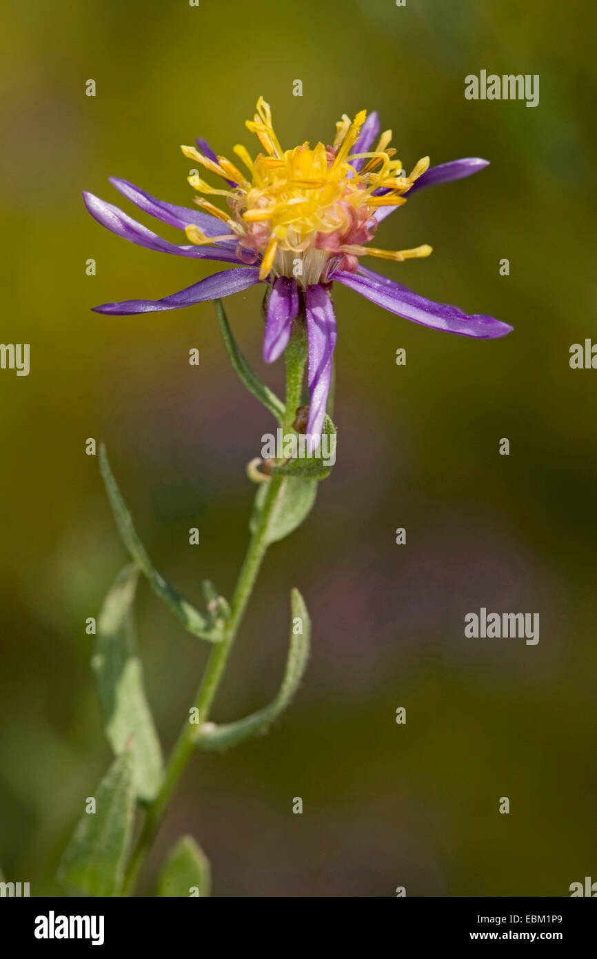 Rhone Aster (Aster sedifolius), fioritura Foto Stock