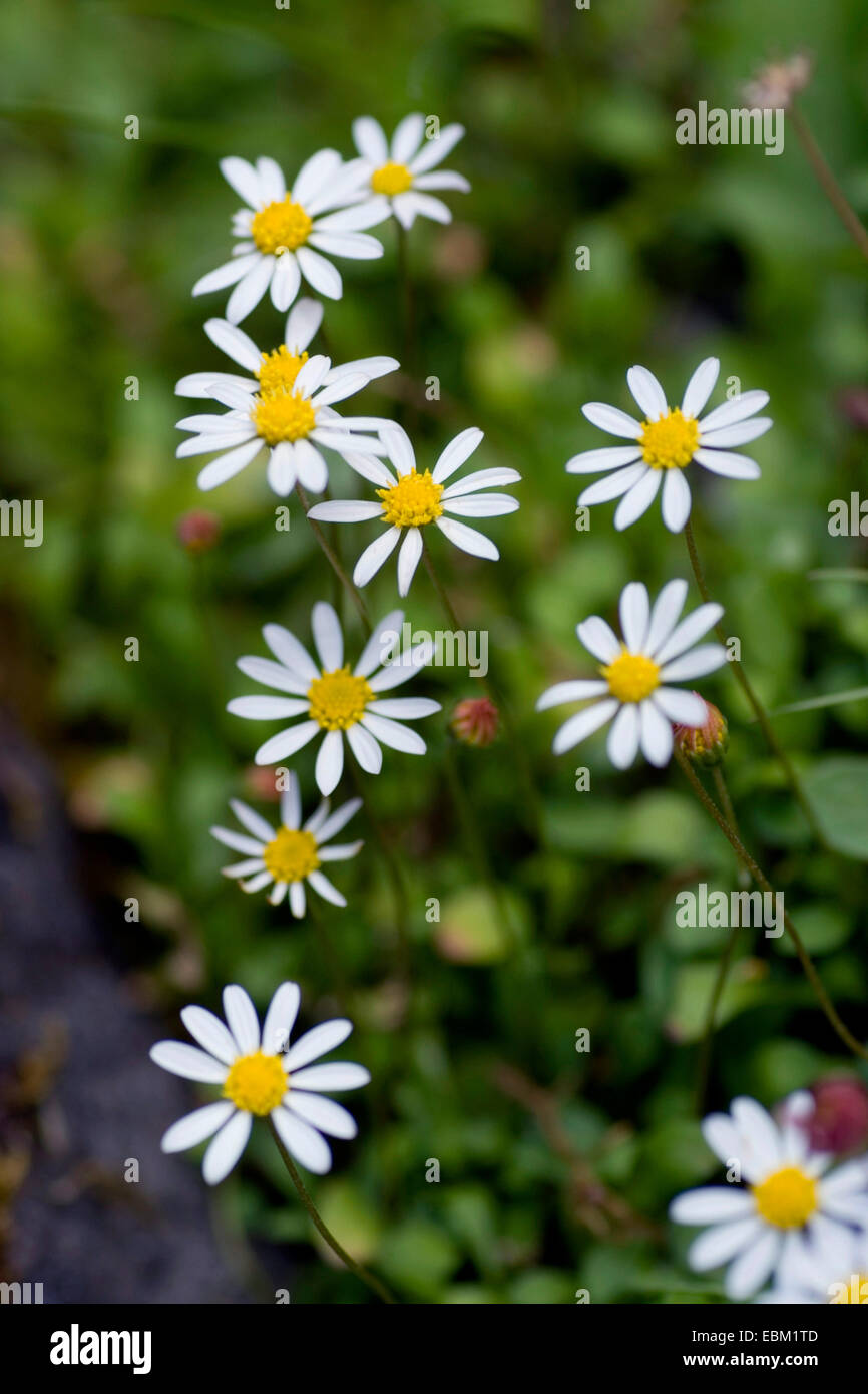 Miniatura Daisy (Bellium bellidioides), infiorescenze Foto Stock